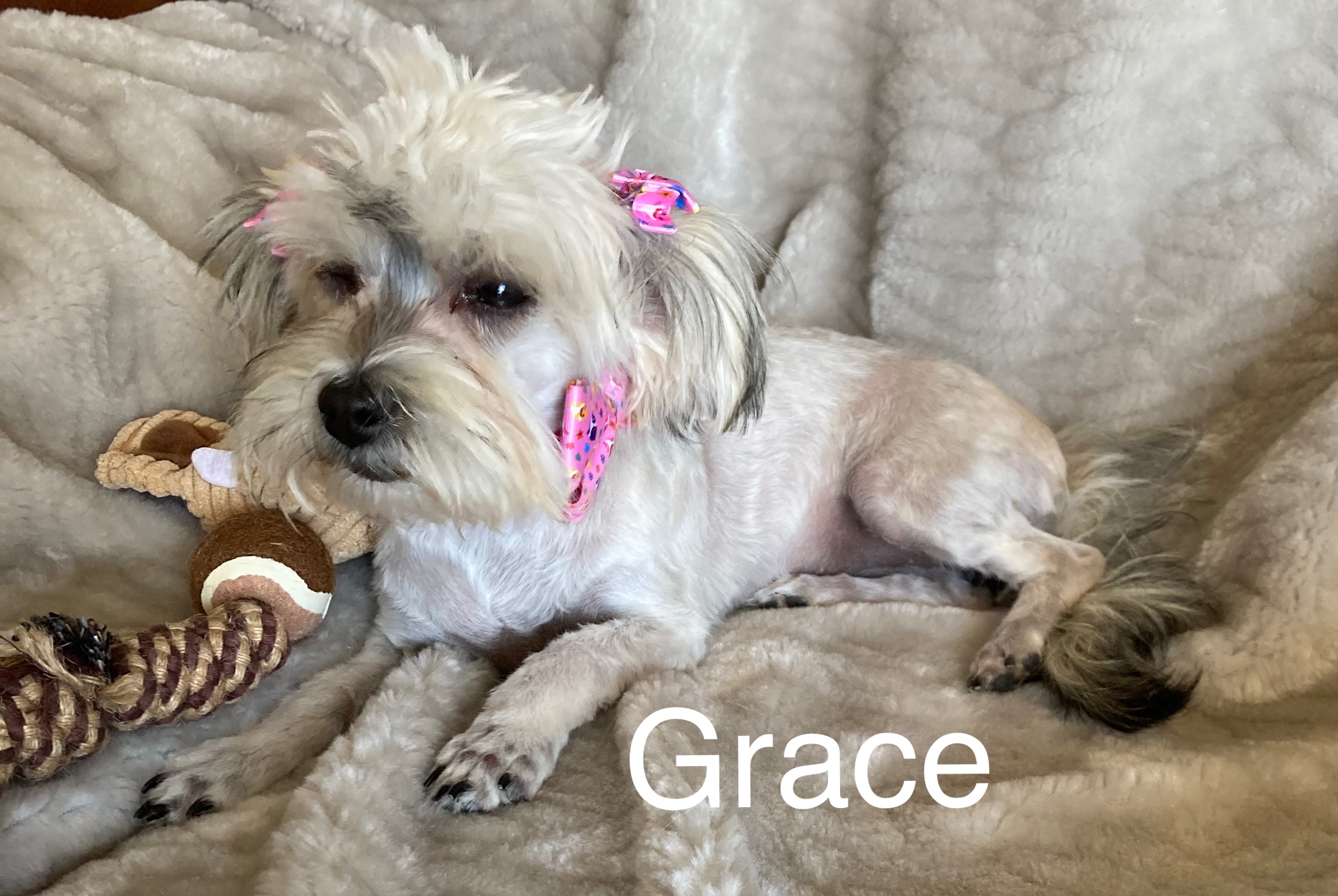 Photo of Havanese female pups