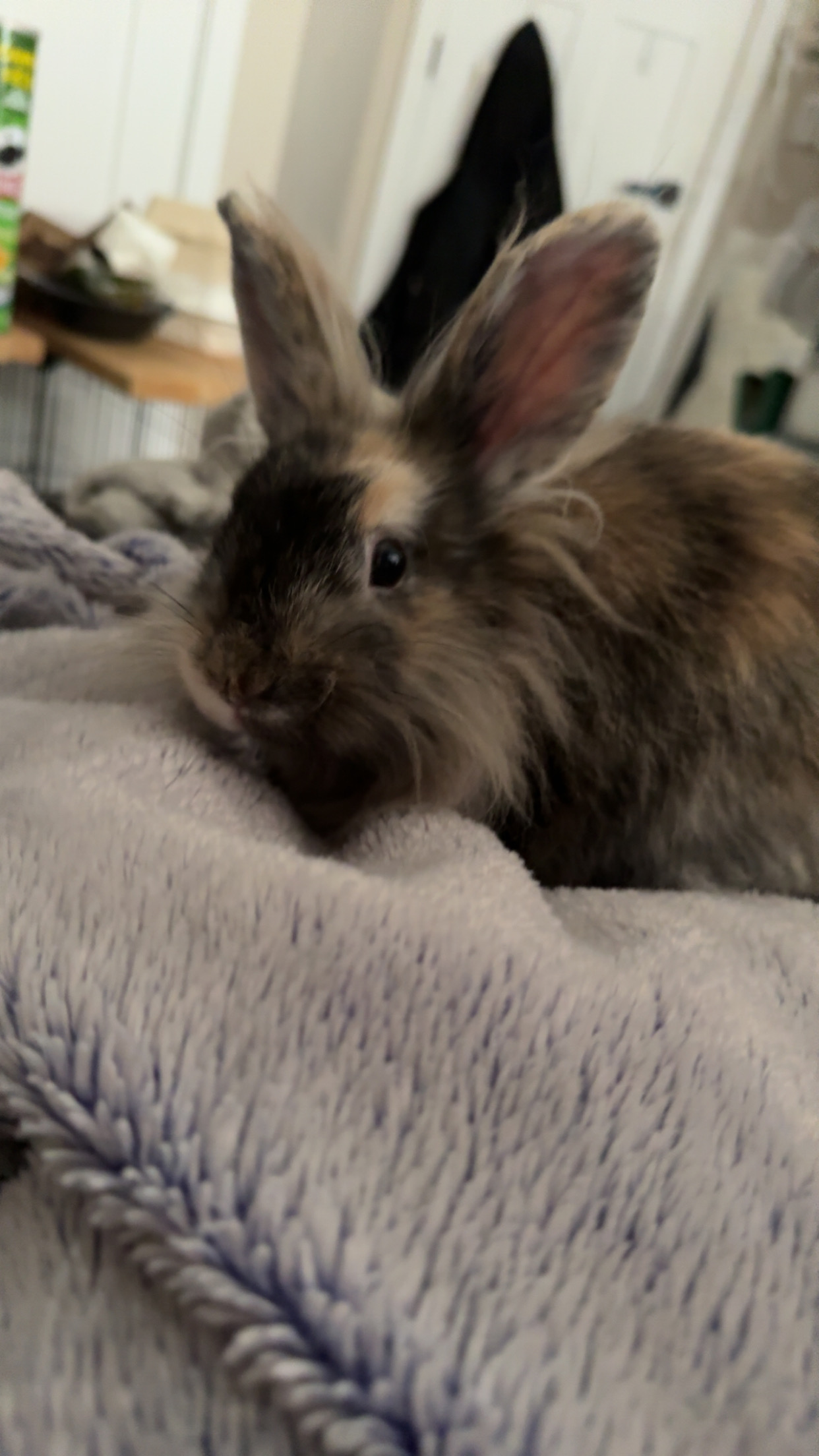 Photo of Bunny and cage 