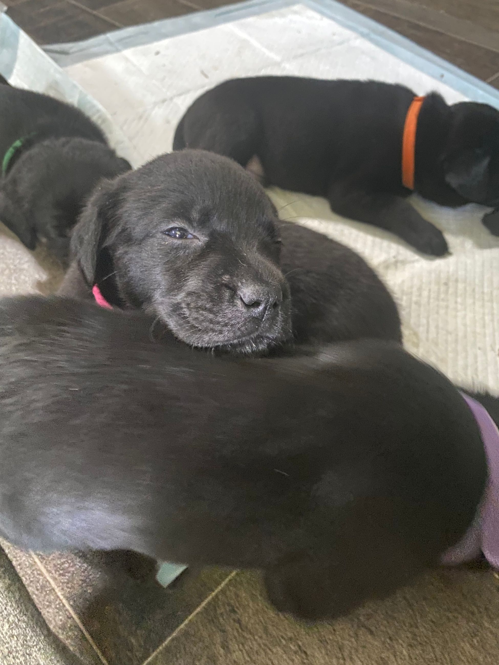 Photo of Lab Puppies