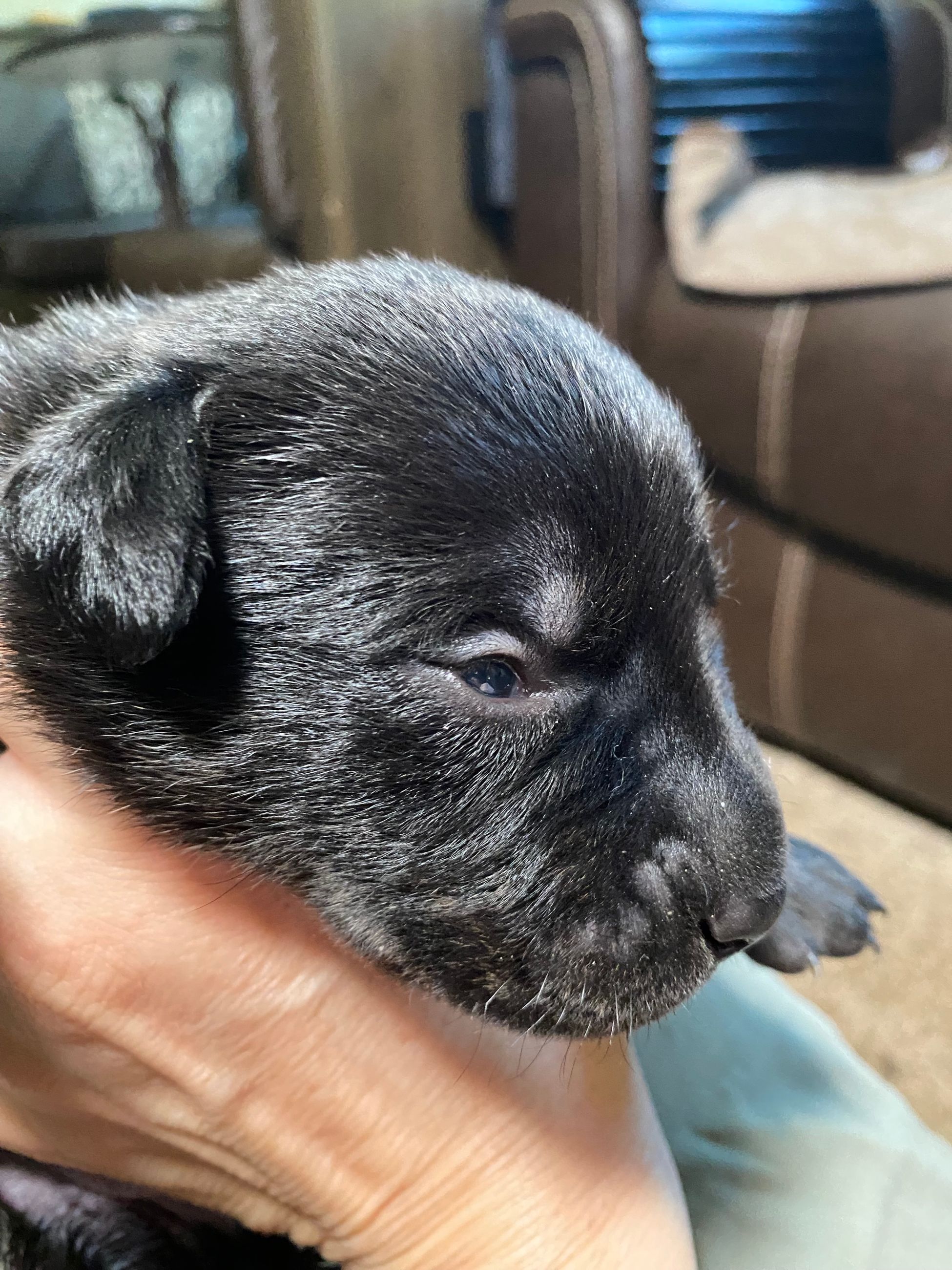 Photo of Lab Puppies