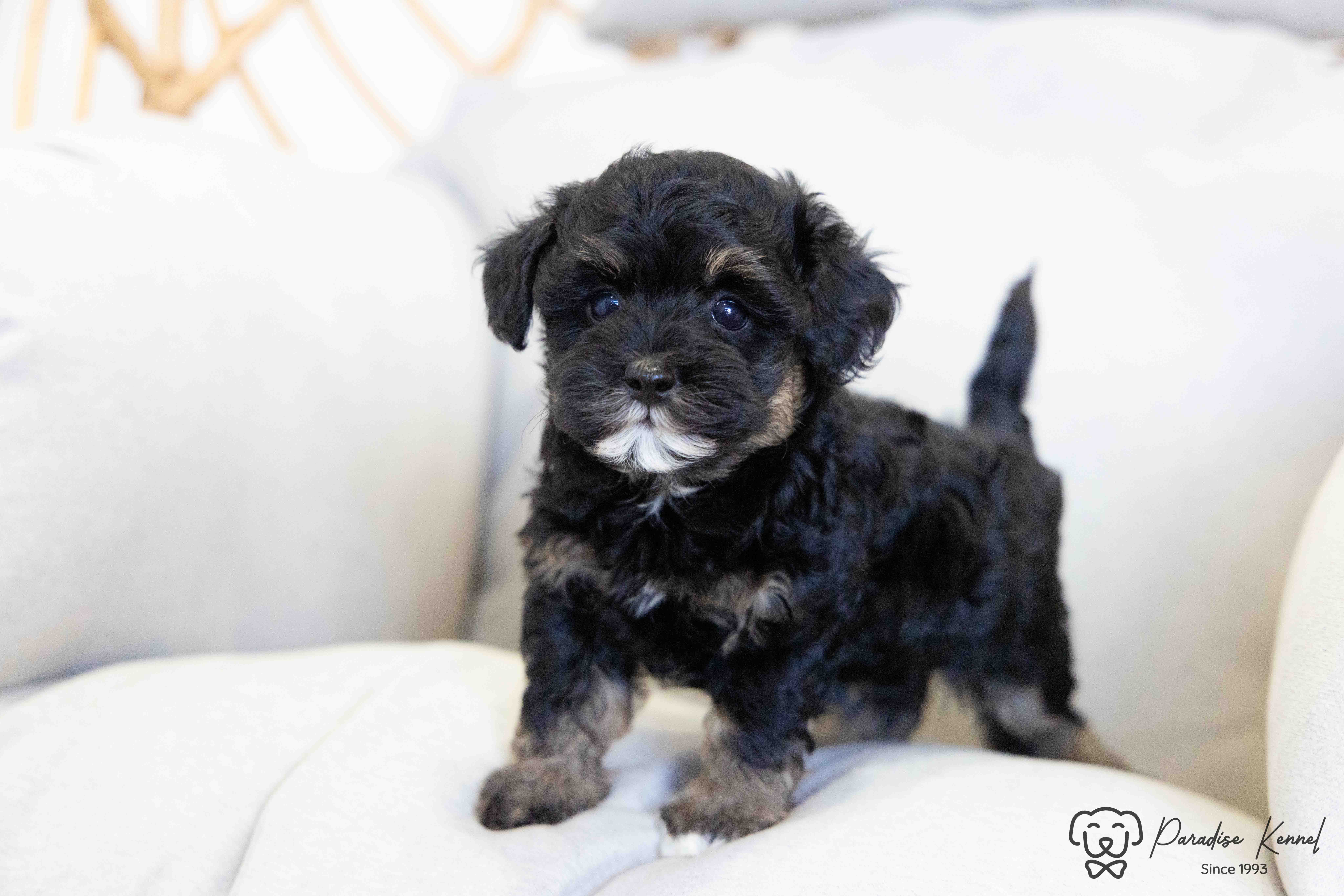 Photo of 🐾 Havapoo Puppies (Havanese × Poodle) – Non-Shedding & Hypoallergenic 🐾
