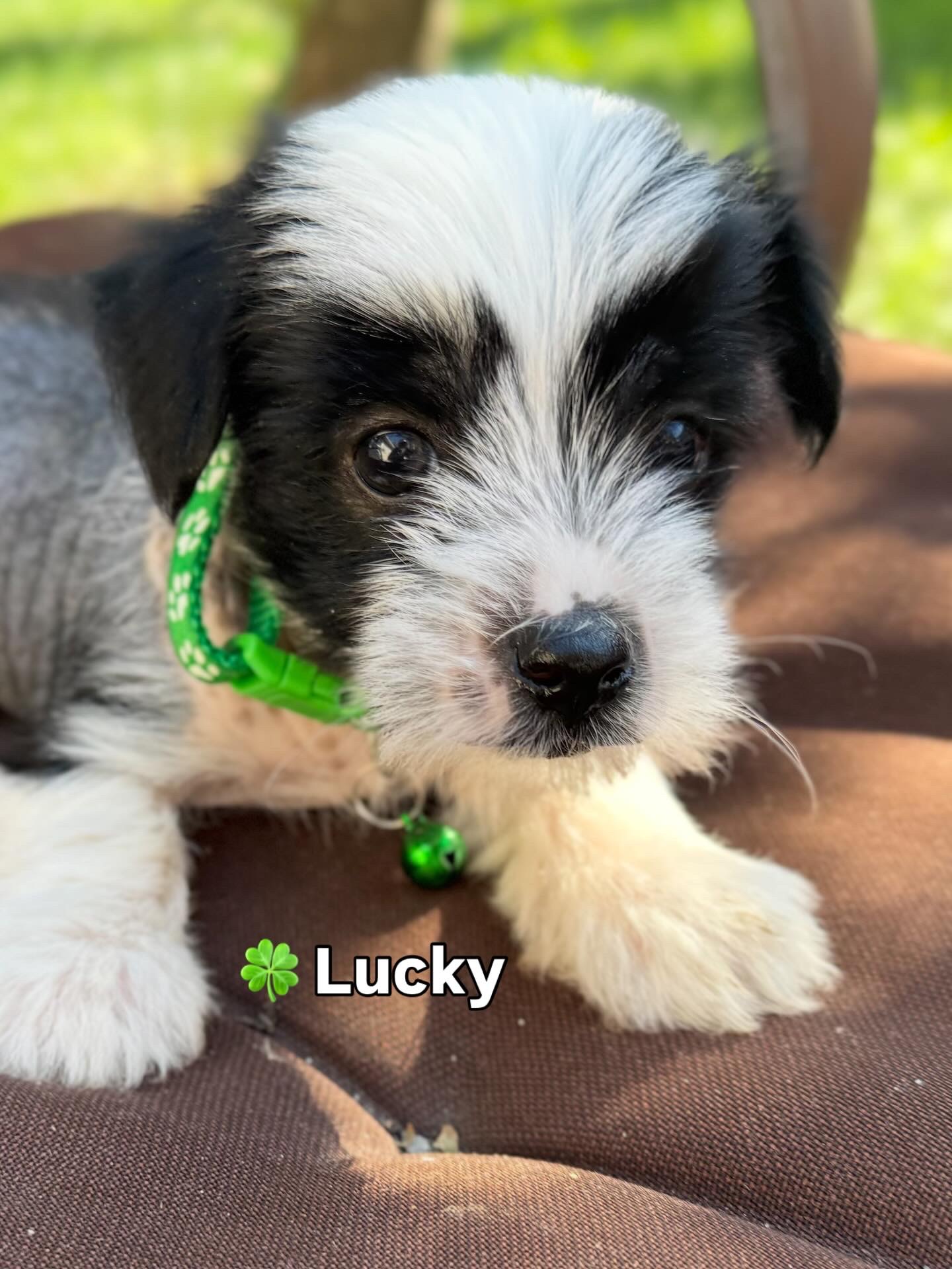 Adorable Yorkie-Poos - 3 - 1756424595434_4679A291-4DCD-42AD-8C38-DE1D4277421B