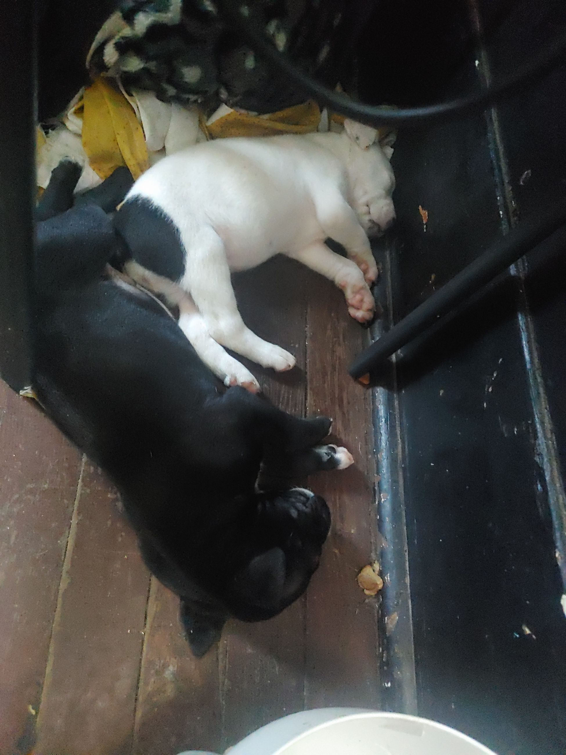 Photo of Pitbull puppies 