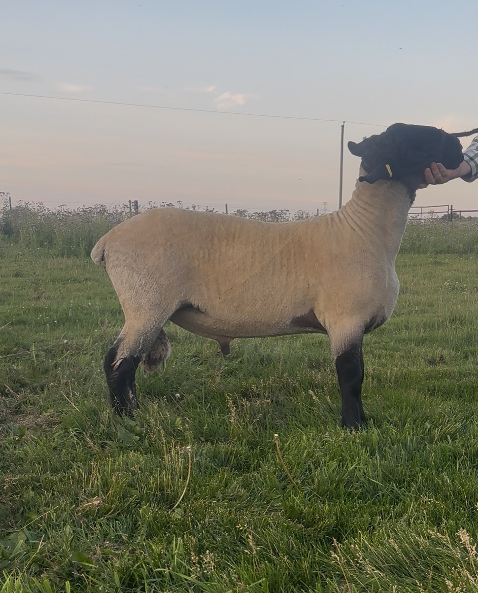Photo of Purebred Suffolk Ram Lamb 