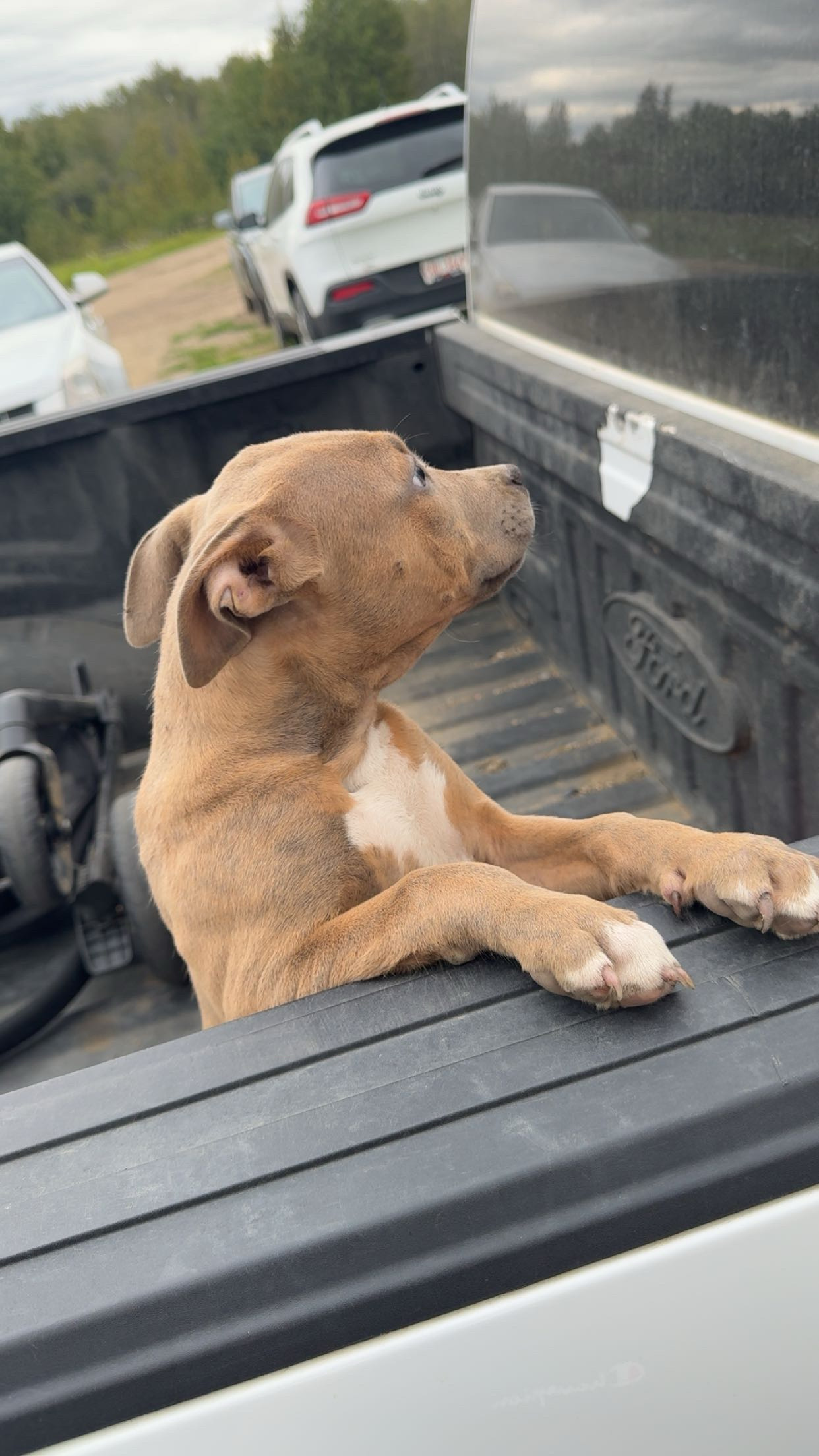 Photo of Bully/pitbull