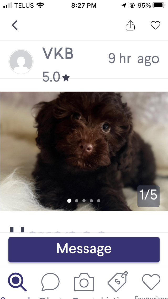 Photo of Yorkie-poo pups 780-728-7697