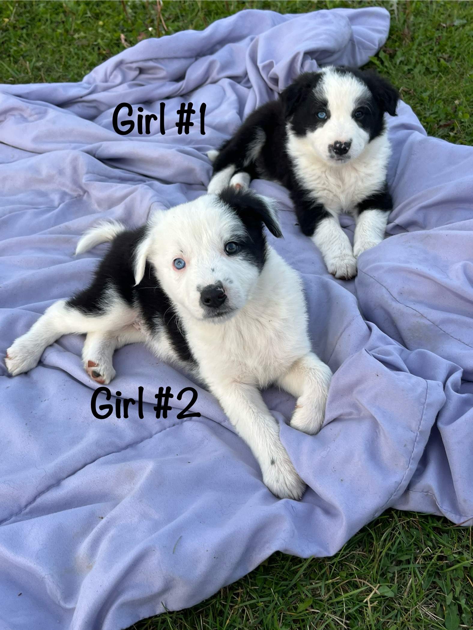 Photo of Purebred Border Collie Puppies