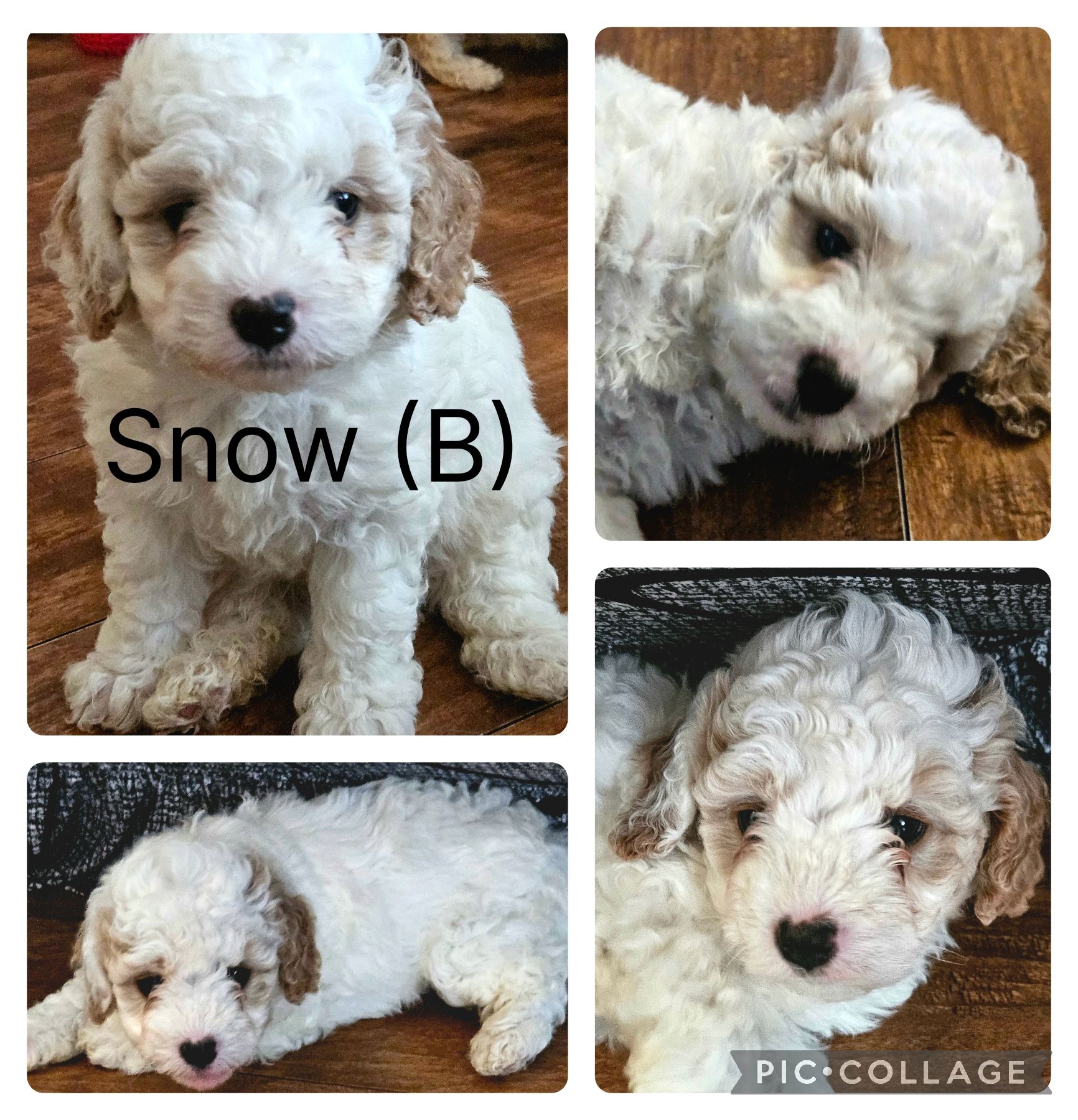 Photo of Miniature Poodle Mix Puppies 