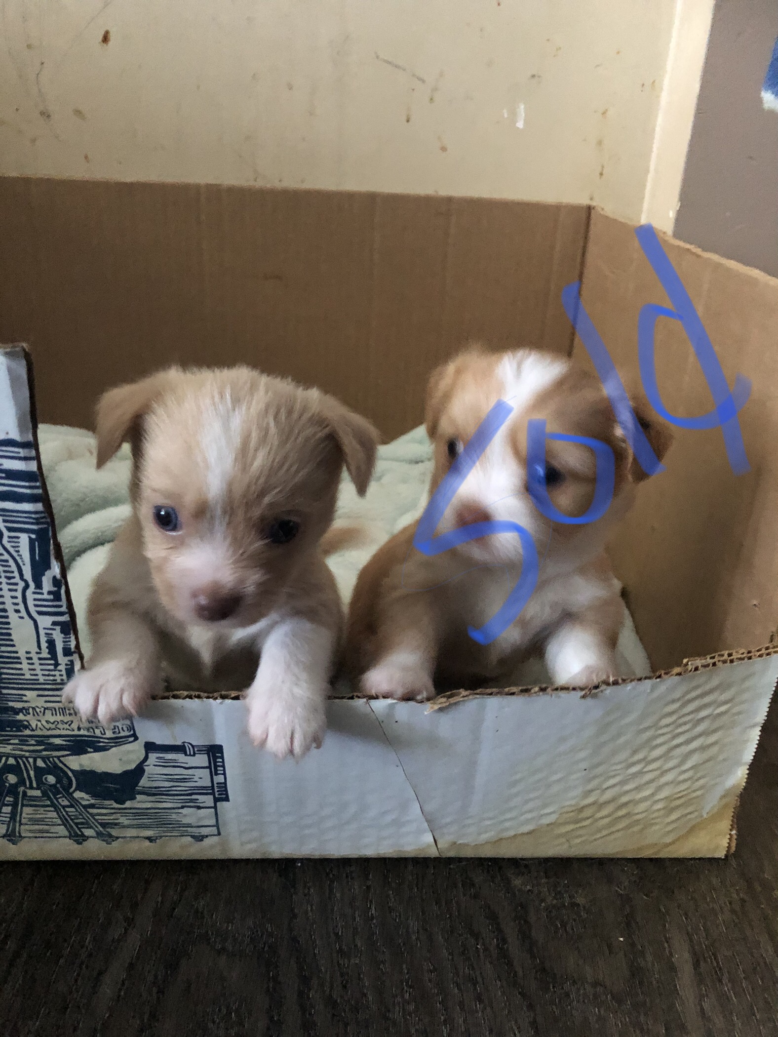 Photo of Chihuahua/terrier 