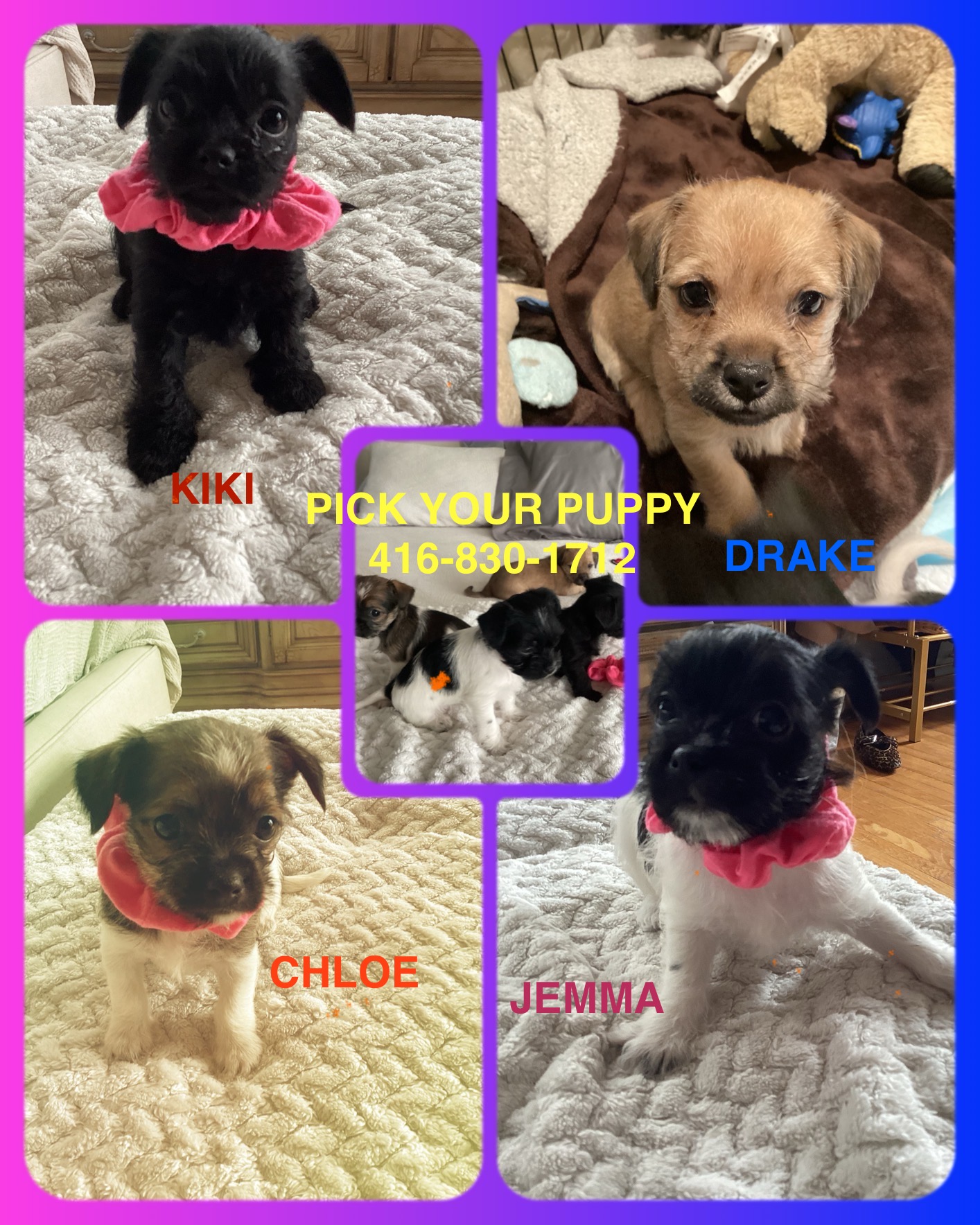 Photo of Pick your puppy, super tiny and adorable