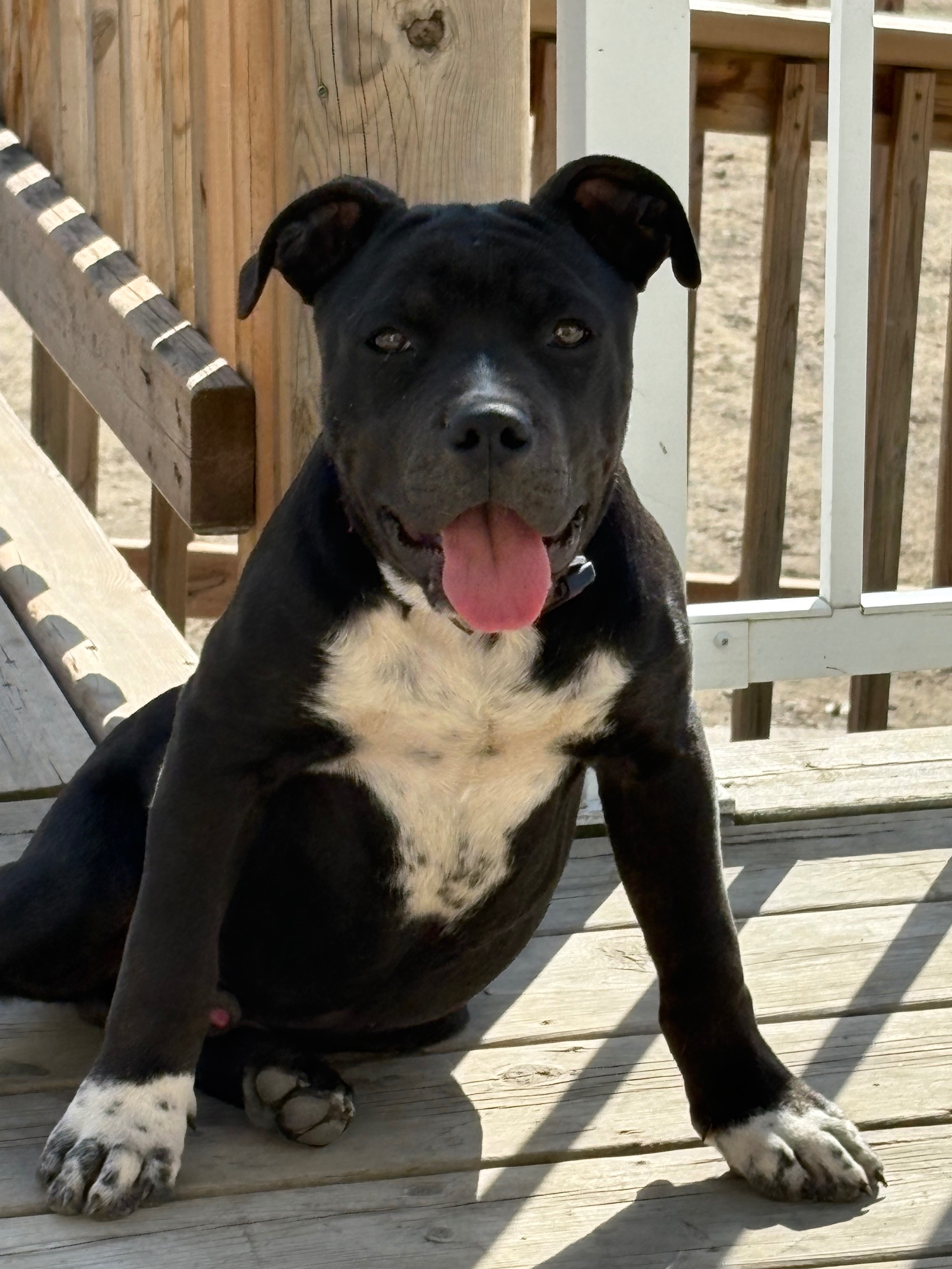 Photo of American bully puppy