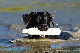 Photo of RETRIEVER TRAINING EQUIPMENT