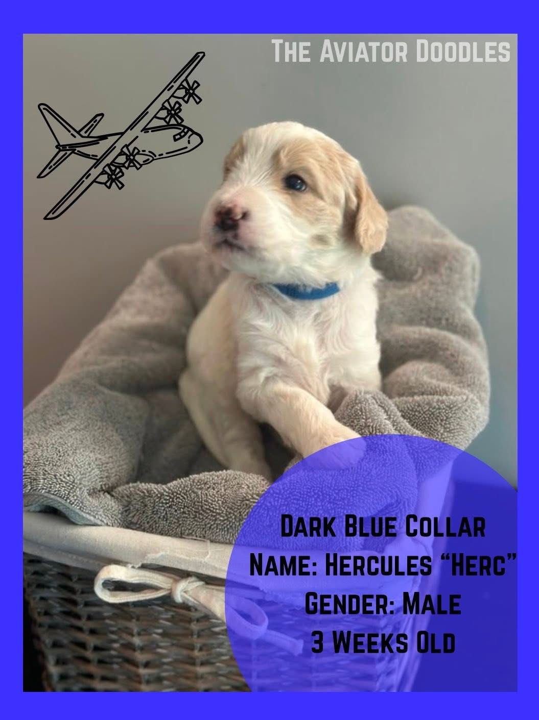 Photo of Golden Doodle Puppies ready for their new homes Sept. 20th