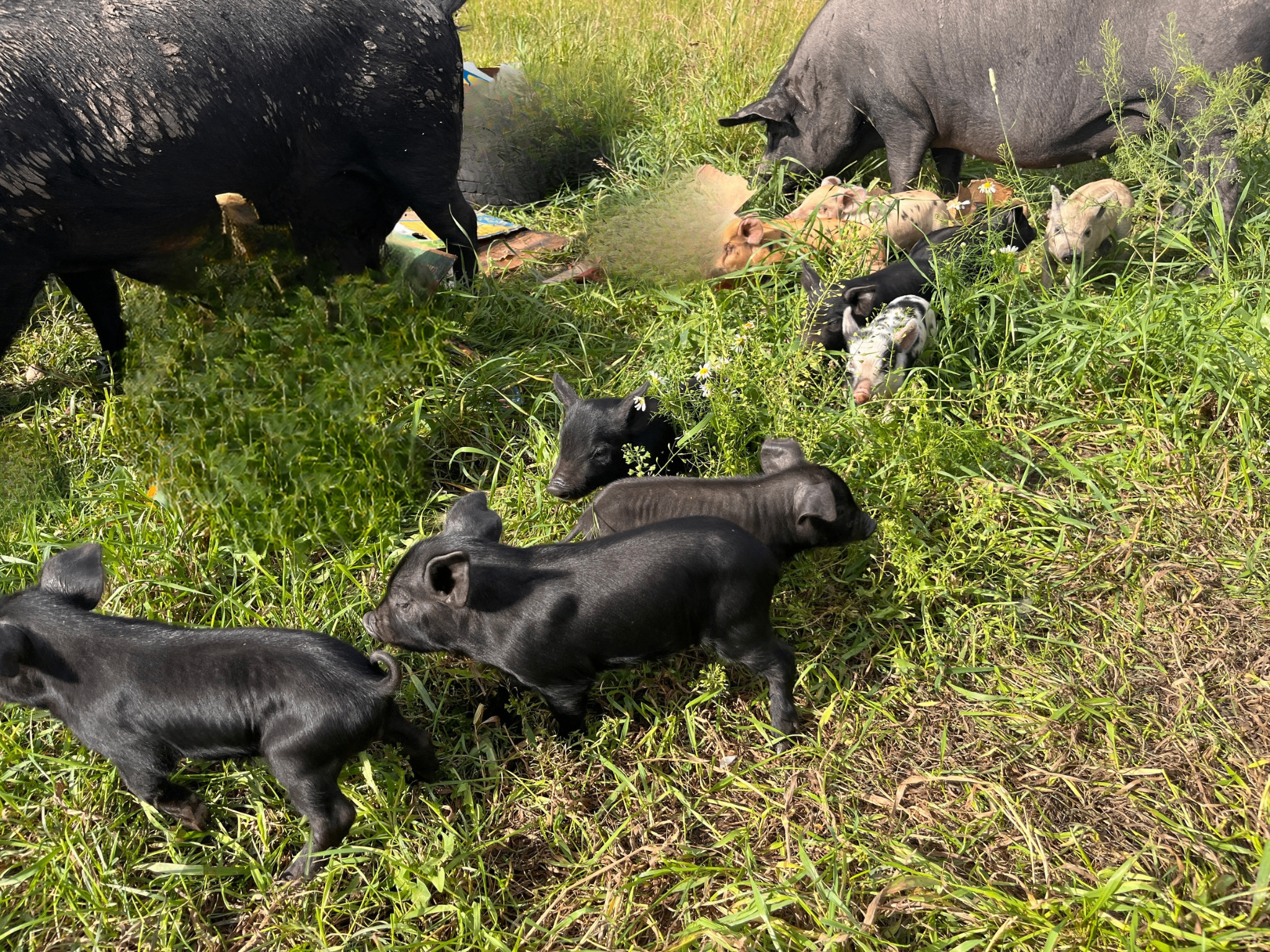Photo of “Heritage flavor, winter resilience.” pig piglets
