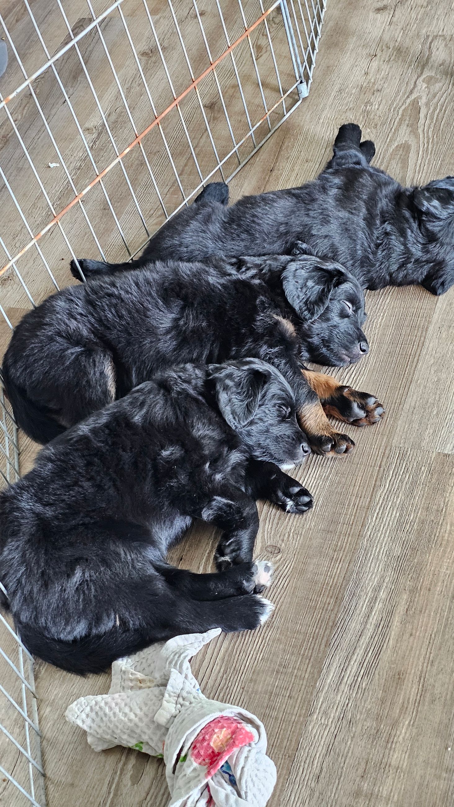 Photo of PUPPIES- Mother-BOUVIER des FLANDERS (purebred not papered), Father-Australian Shepard/Golden Retriever.