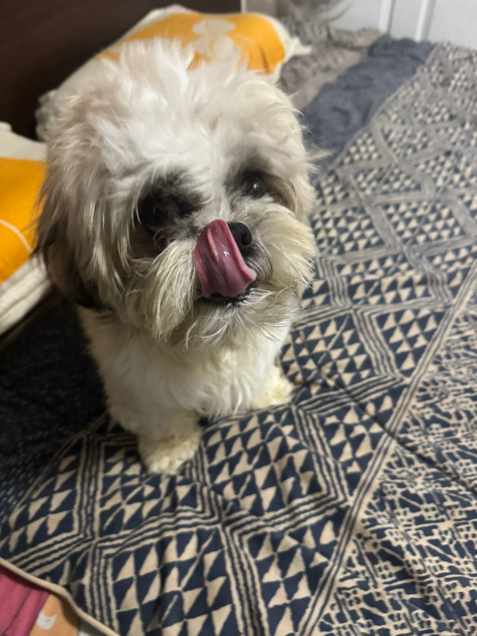 Photo of Sweet Shih tzu Dog for rehoming