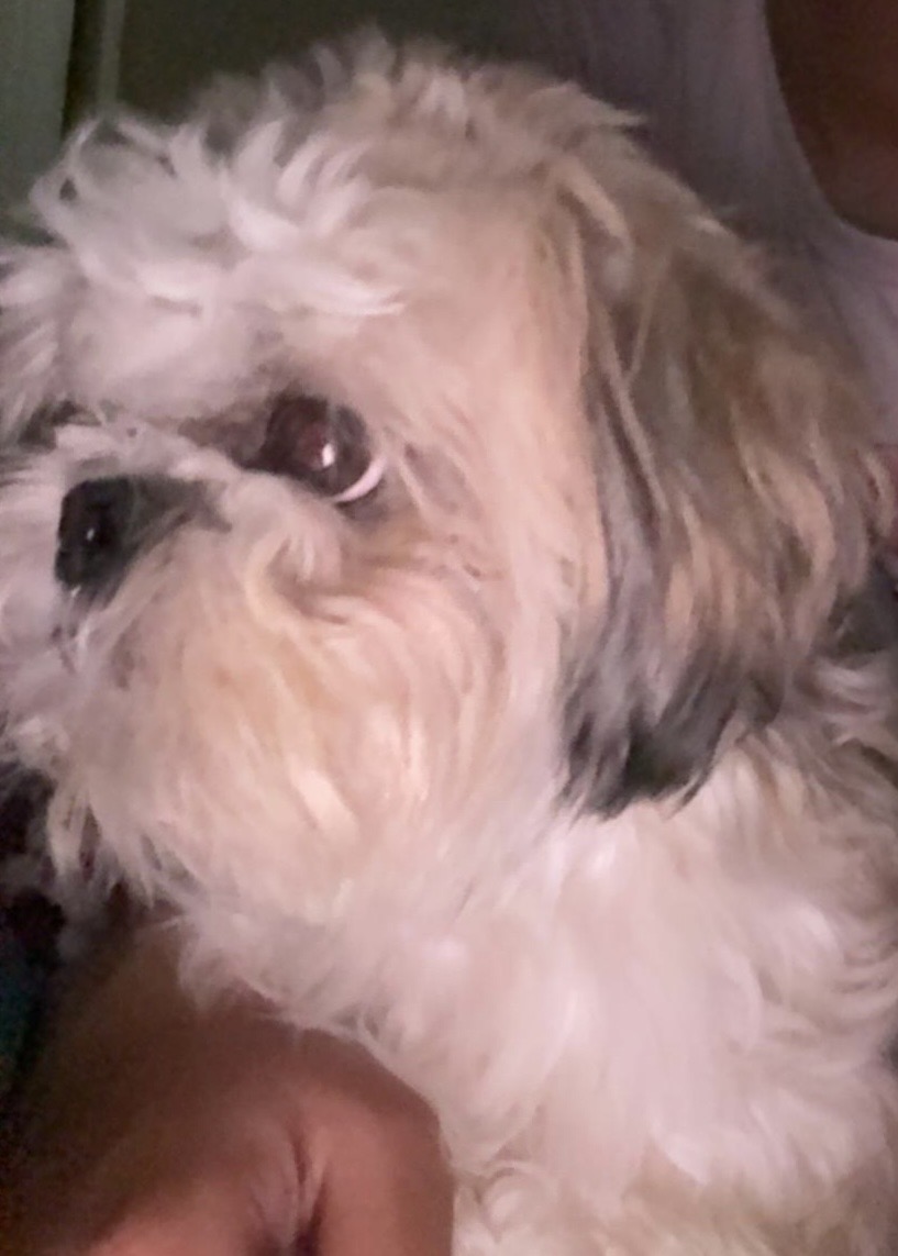 Photo of Sweet Shih tzu Dog for rehoming