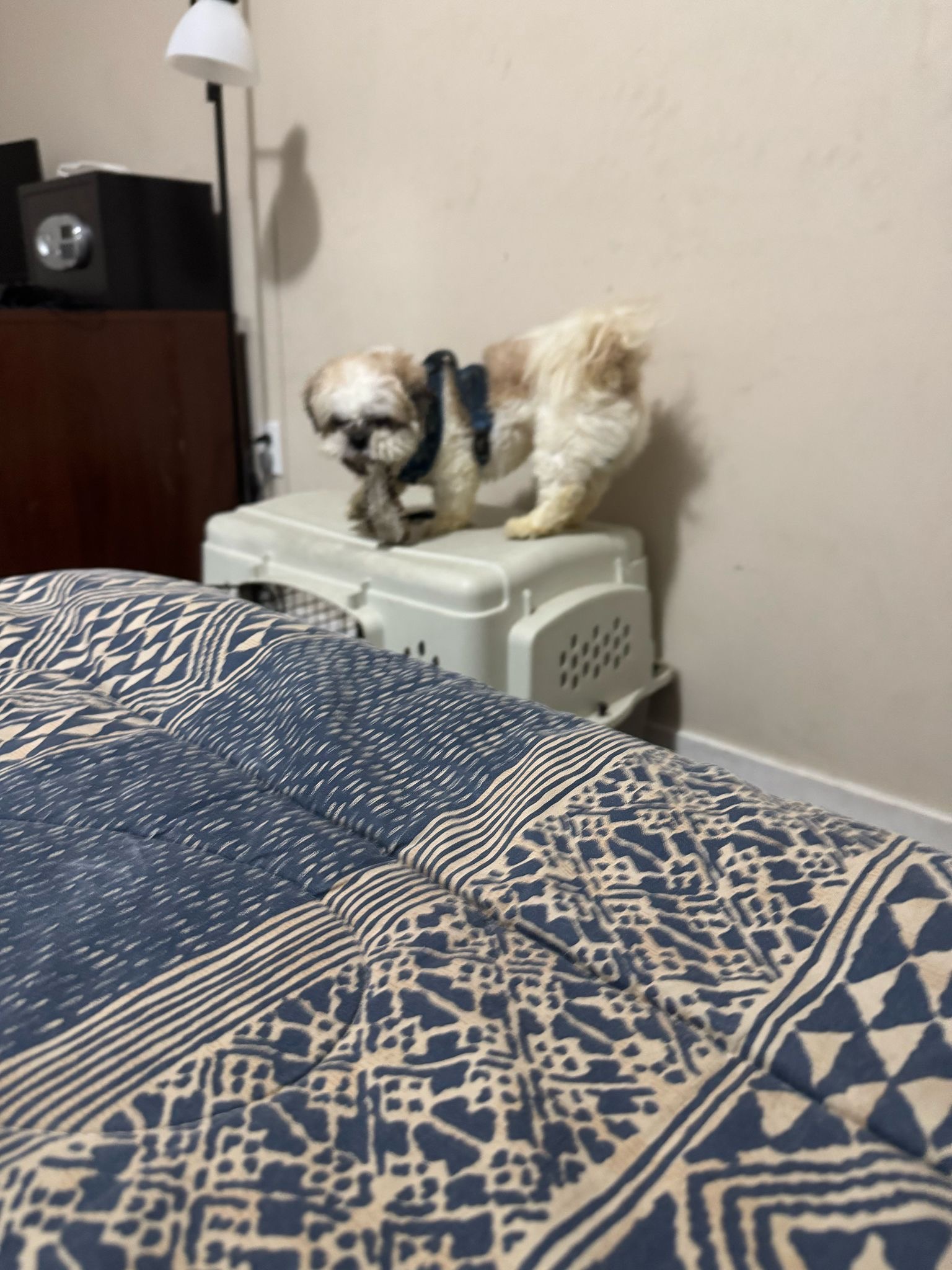 Photo of Sweet Shih tzu Dog for rehoming