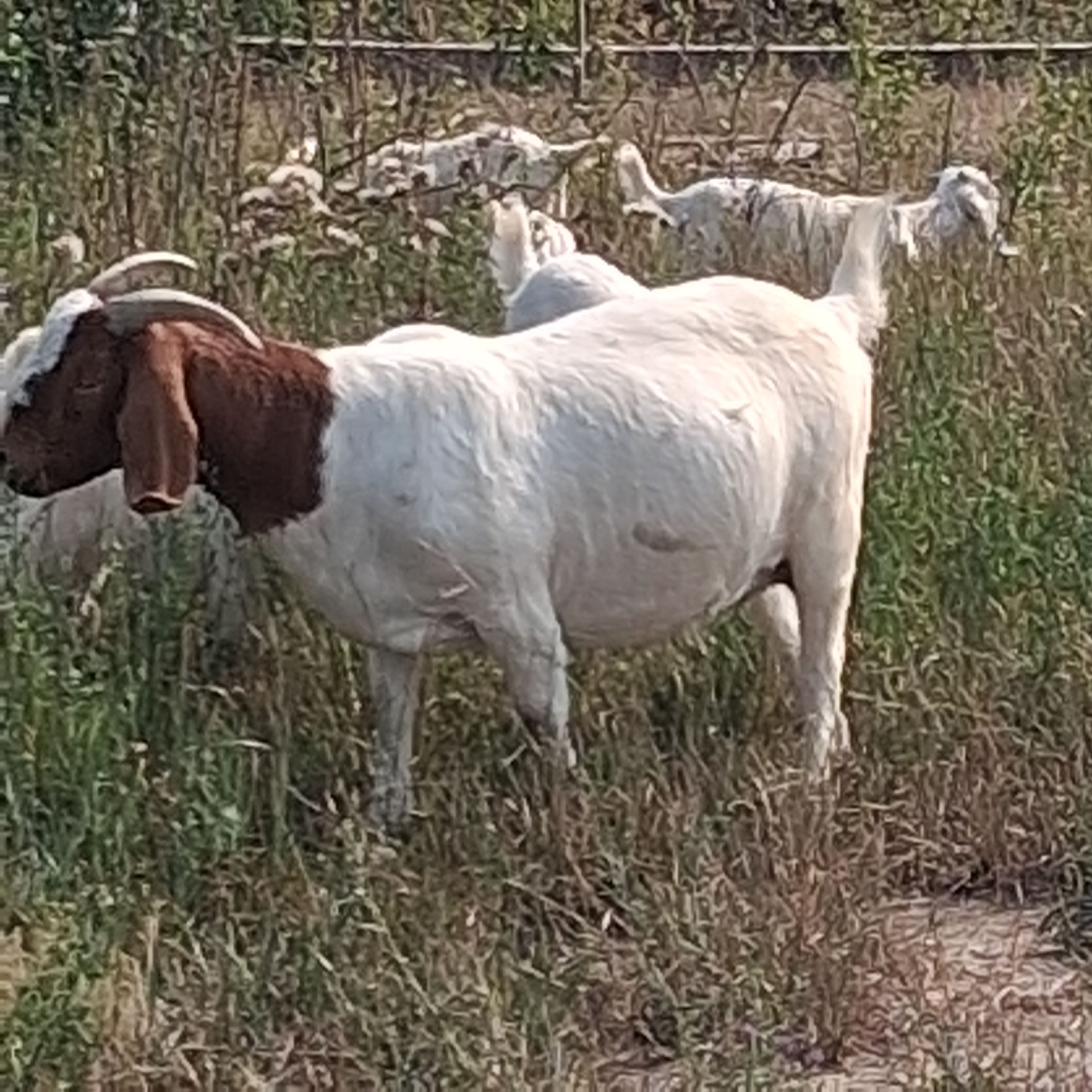 Photo of Looking For