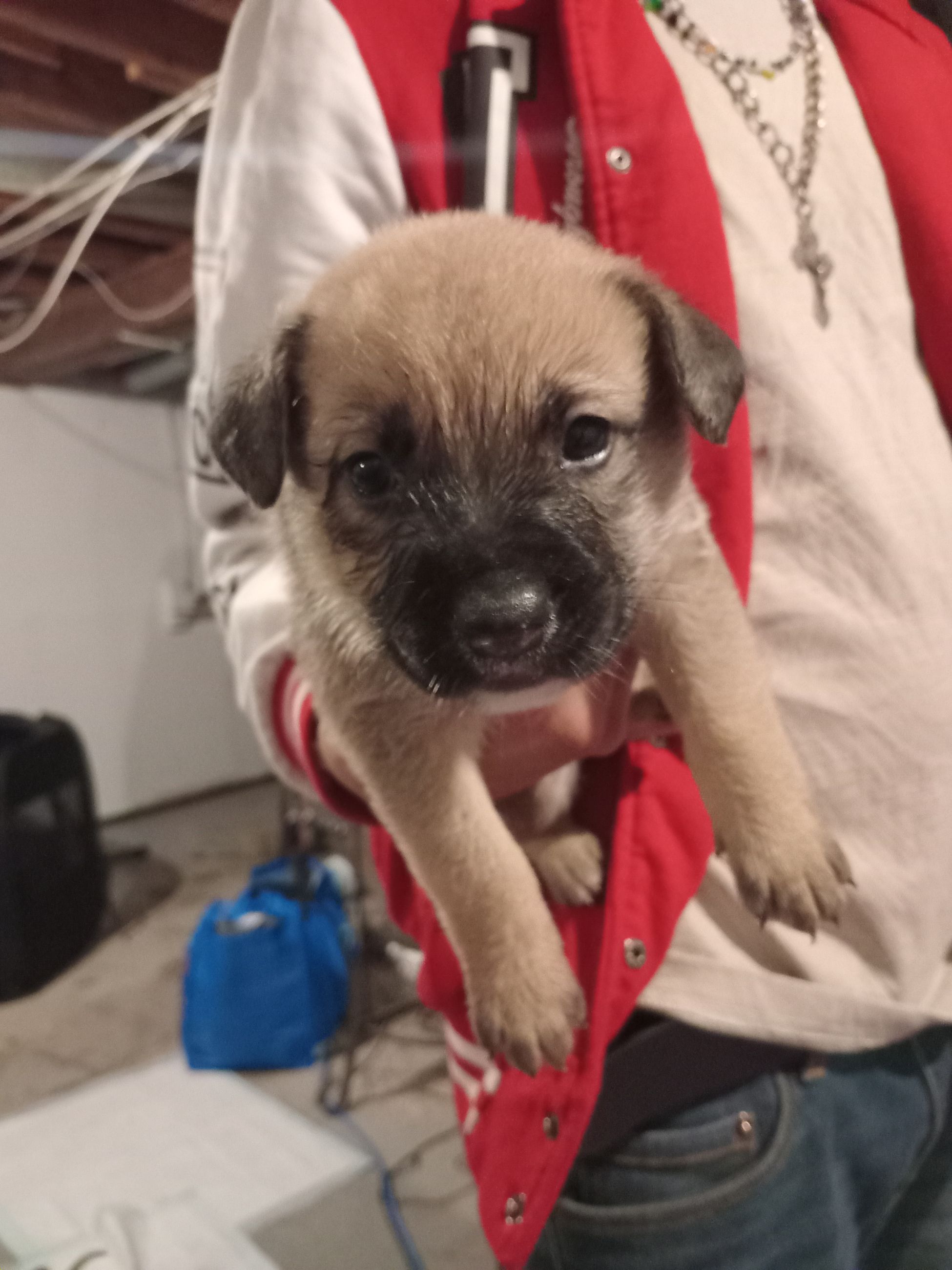 Photo of Pitbull boxer puppies 