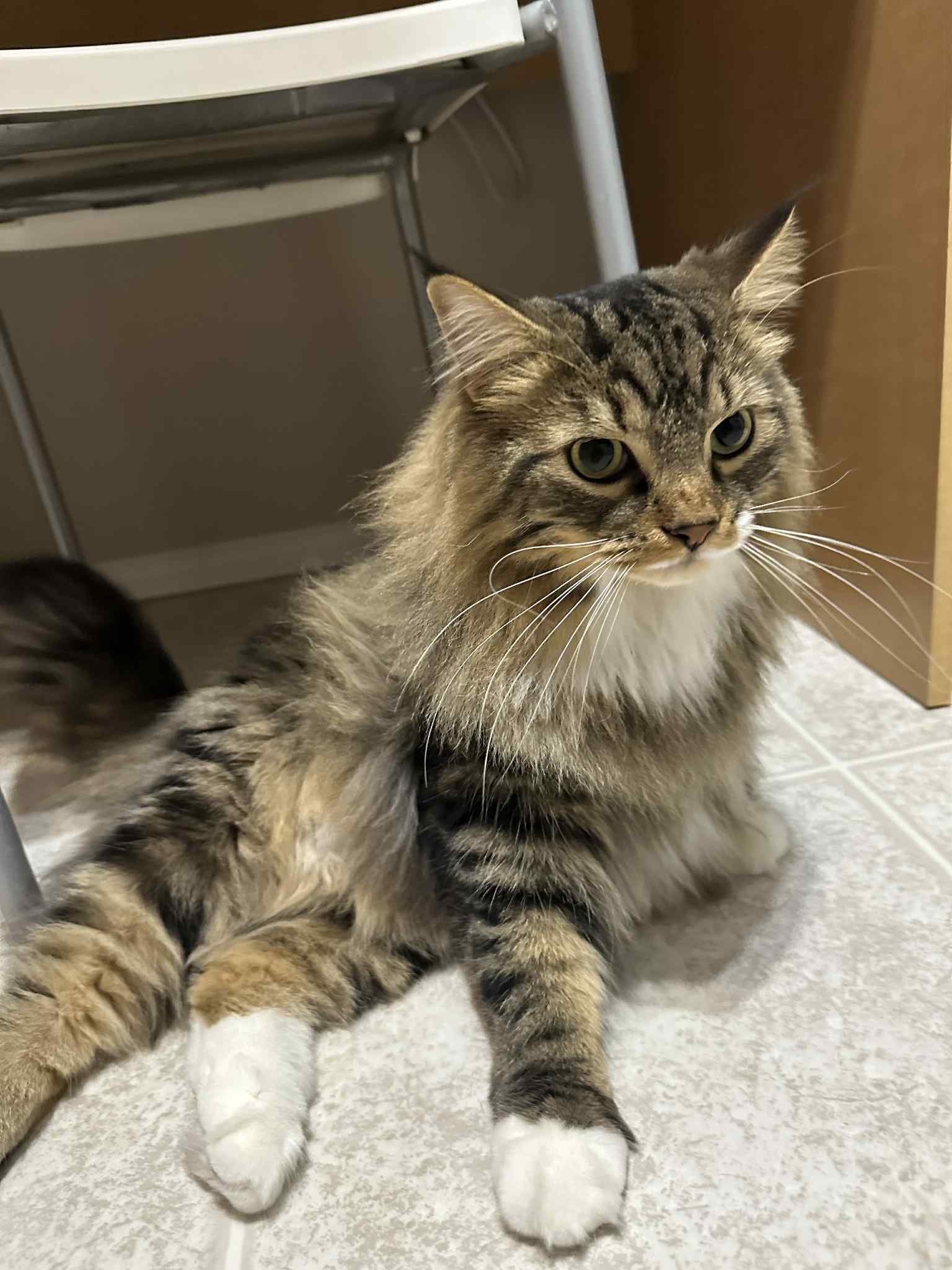 Photo of Handsome Male Main Coon needs a Home.