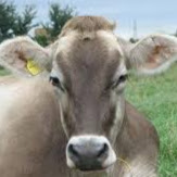 User profile image