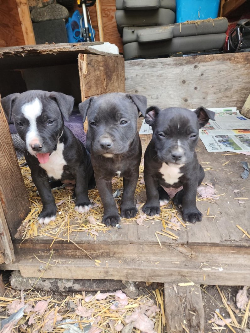 Photo of Pitbull puppies ready to go 