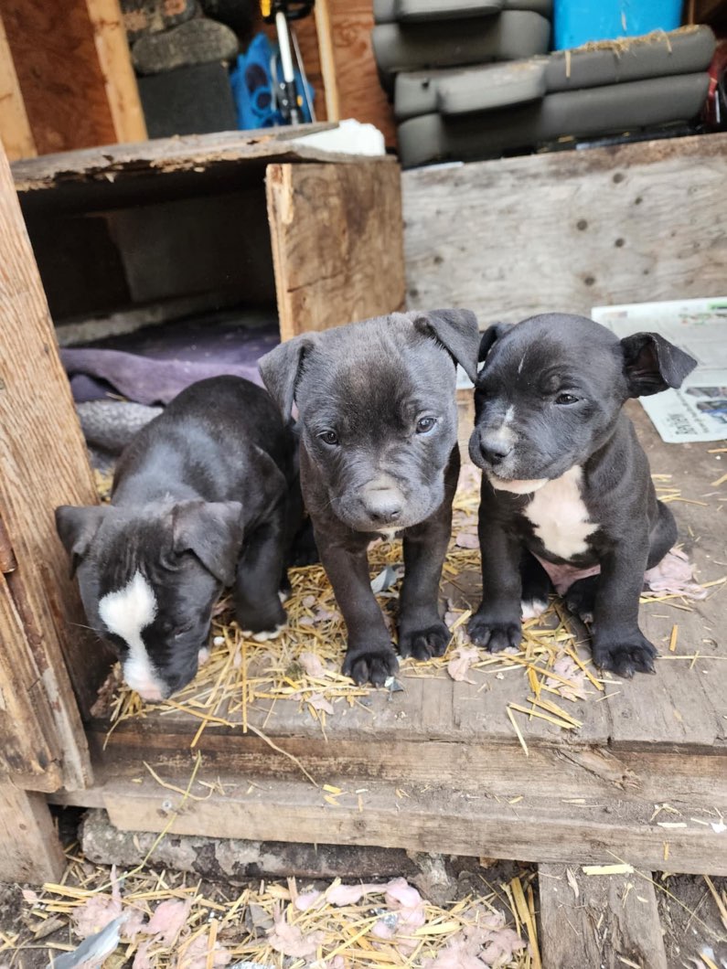Photo of Pitbull puppies ready to go 