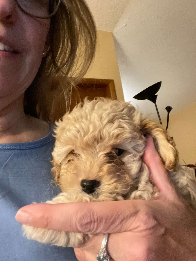 Photo of toy poodle 3/4 with Maltese-Beagle from Grandma