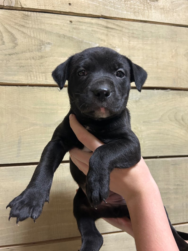 Photo of Pitbull puppy 