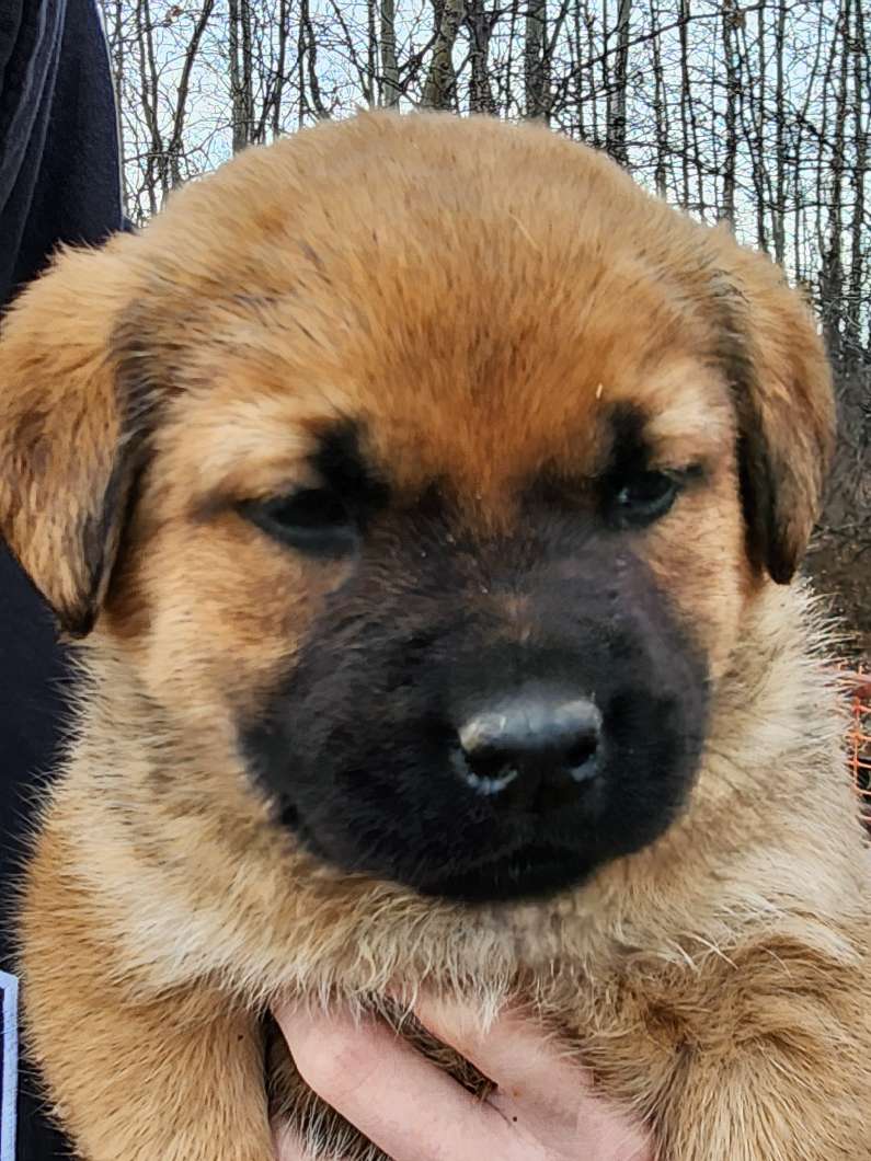 Photo of Puppies 4 Sale