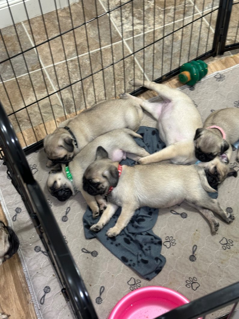 Photo of Pugs available 