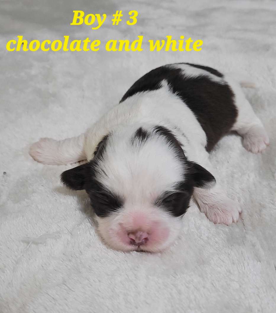 Photo of Bichon Shihtzu puppies 