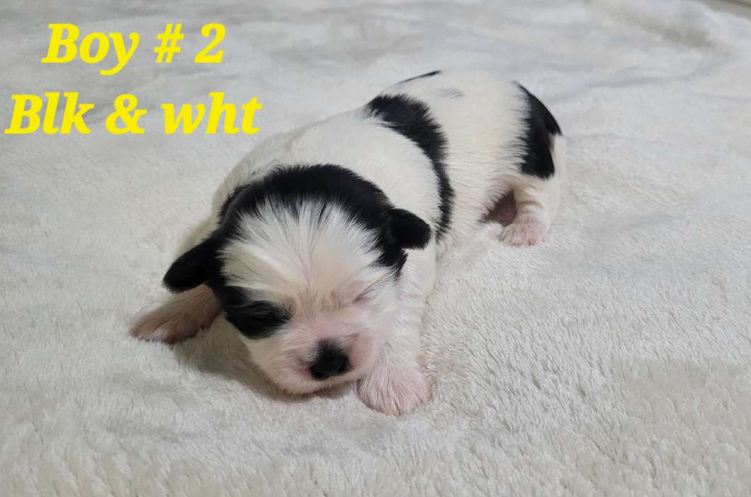 Photo of Bichon Shihtzu puppies 