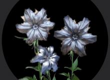 kid kootenay's avatar