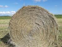 Hay & Feed