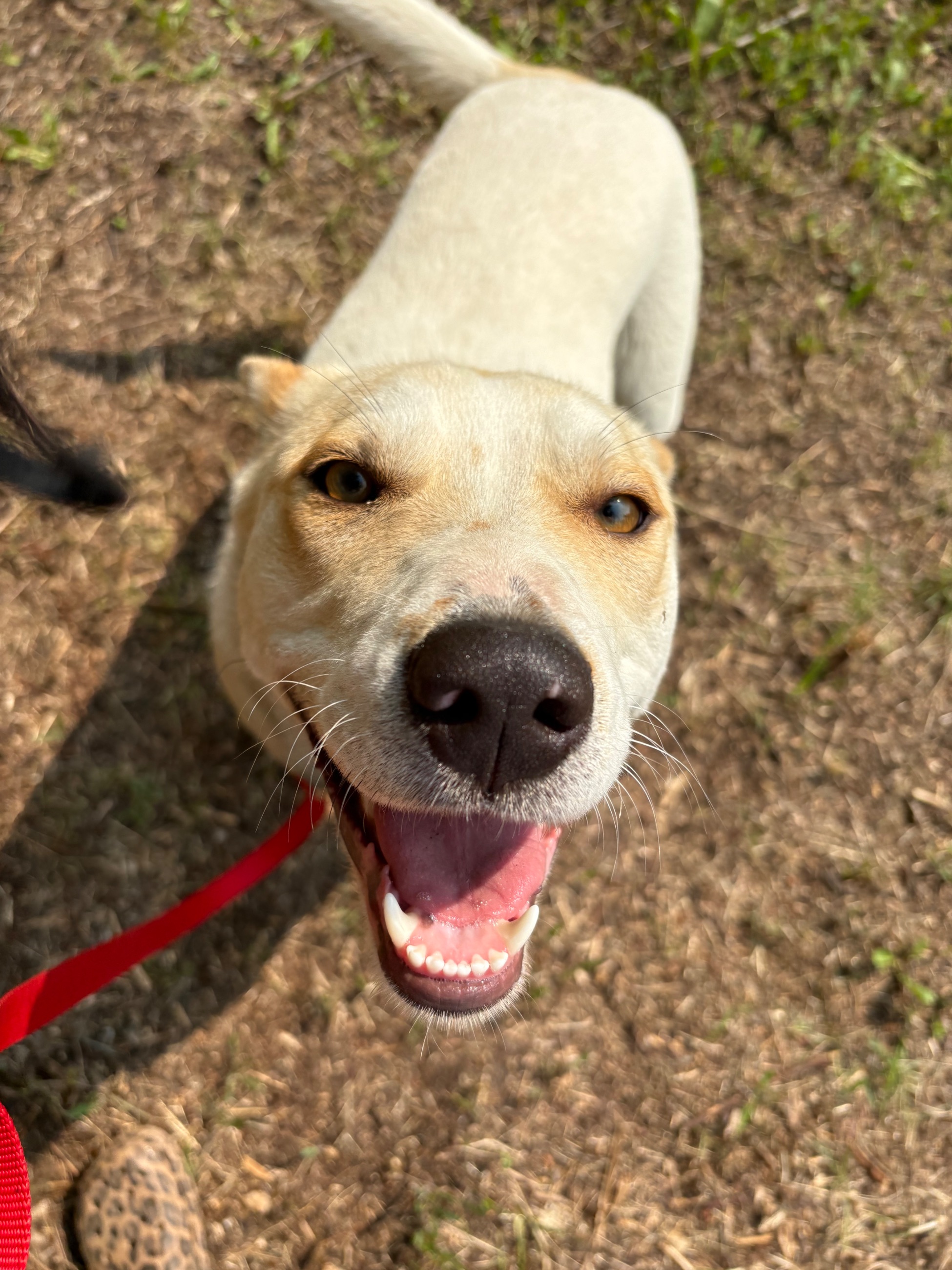 Photo of Free dog to a good home