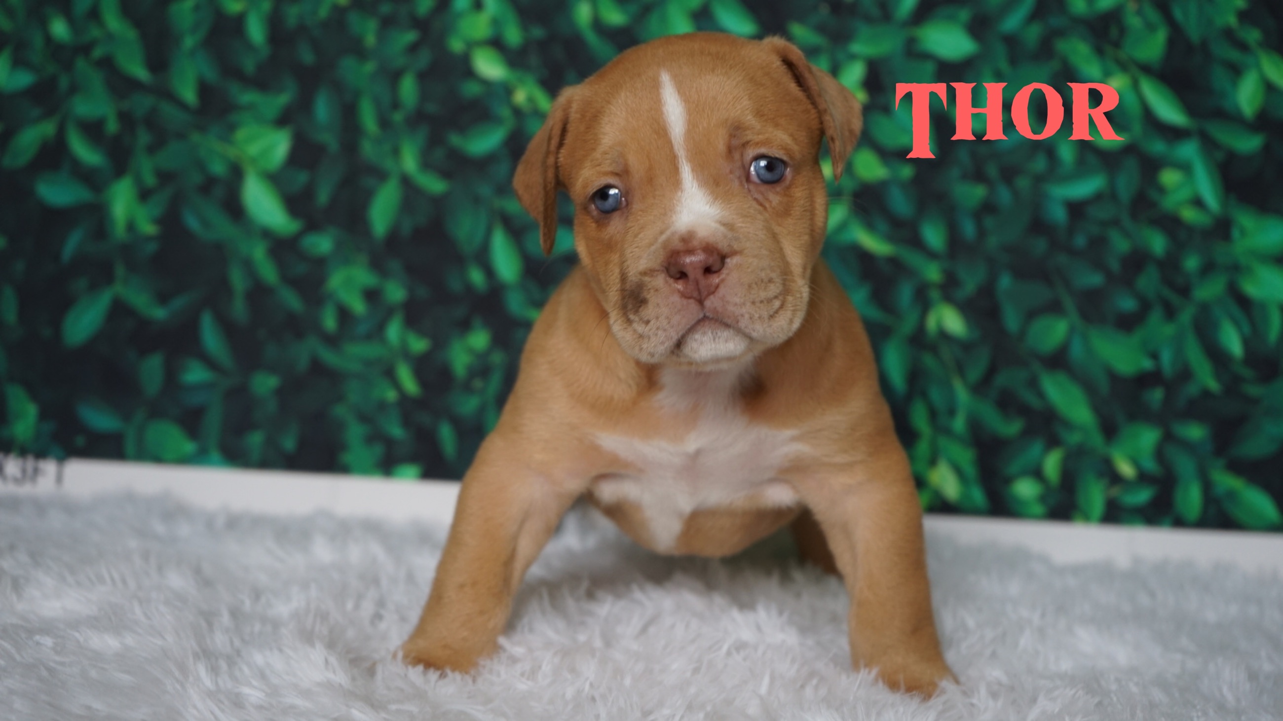 Photo of XL American Bully Puppies
