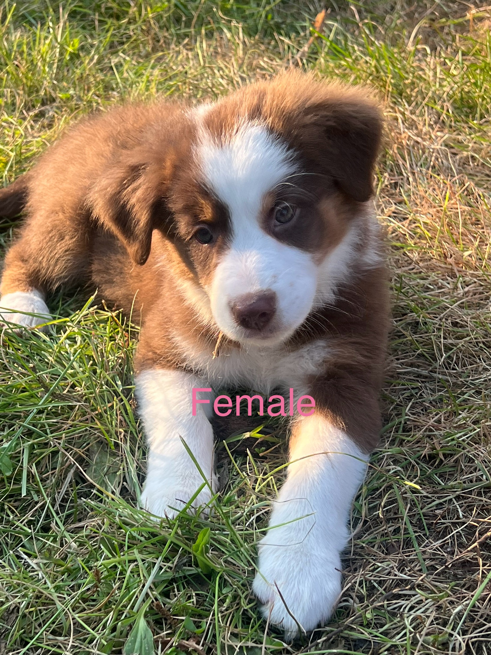 Photo of Puppies will be ready for loving homes soon! 