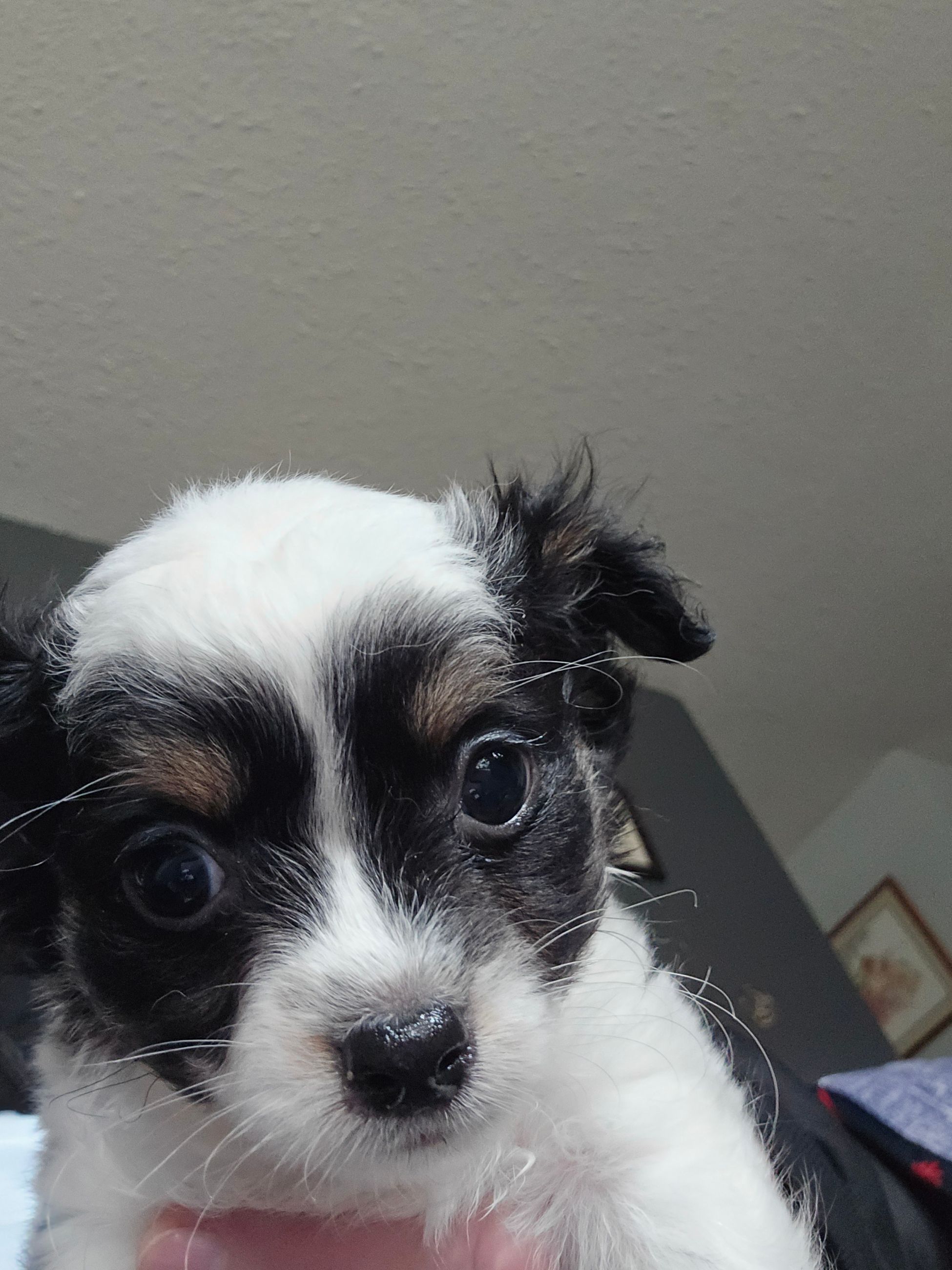 Photo of Last little baby of the litter