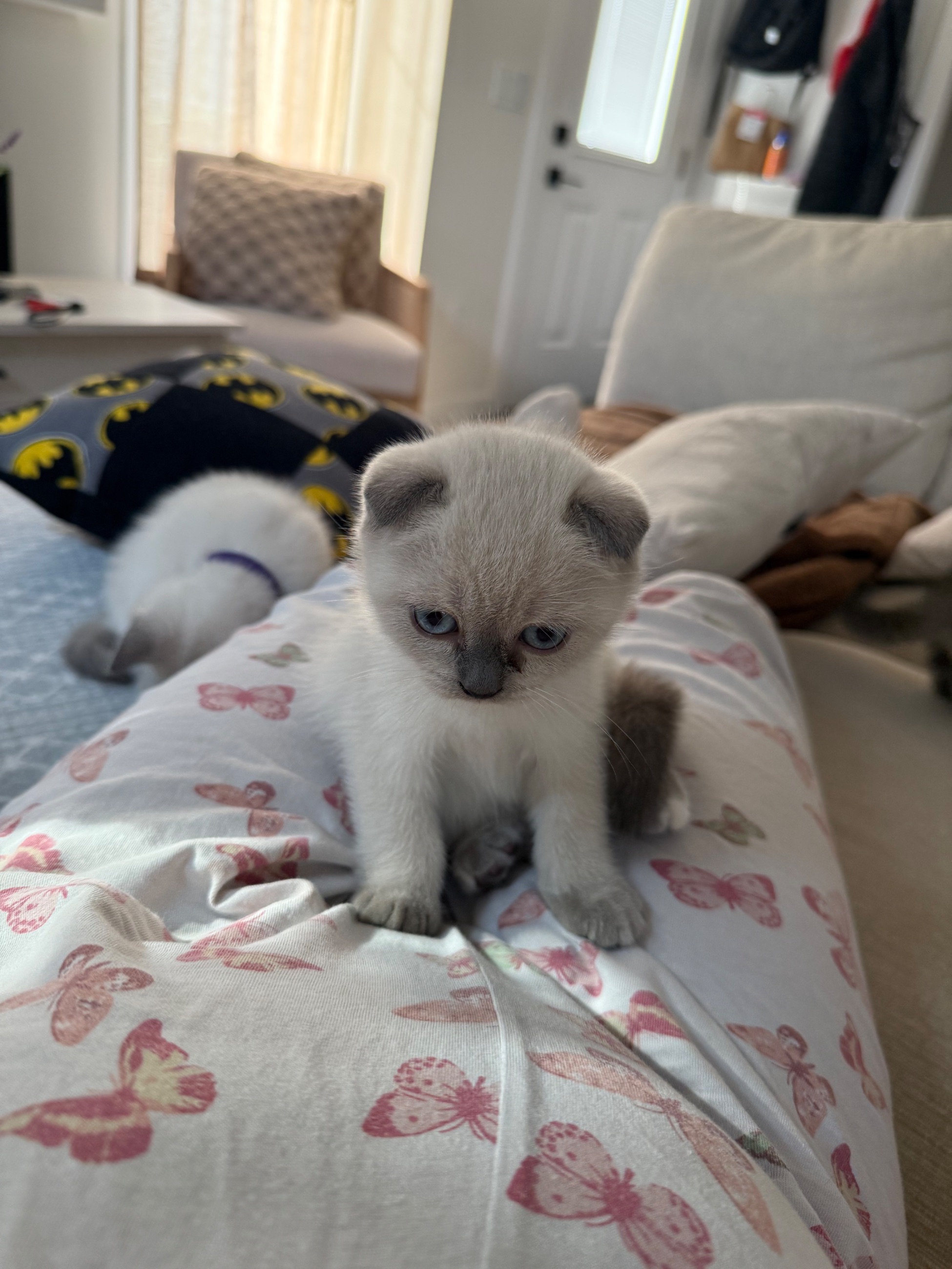 Scottish Fold mixed British Short Hair Kittens - 9 - 1757264913874_IMG_7019