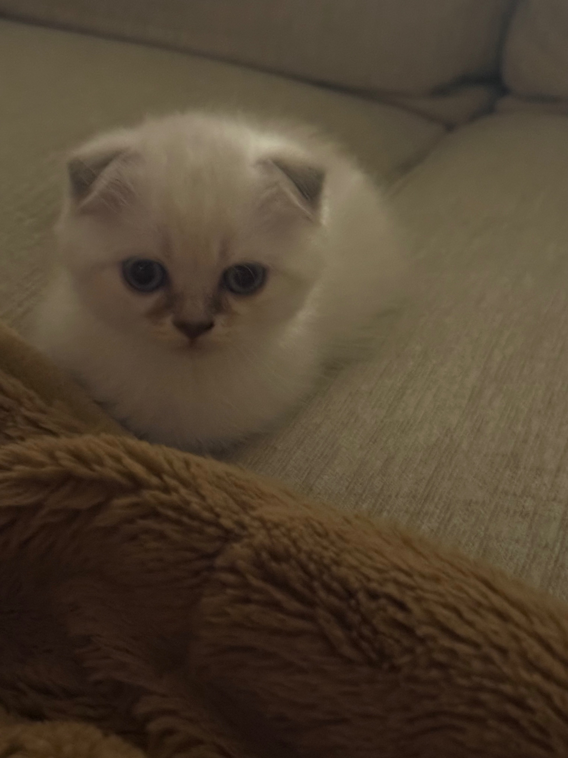 Scottish Fold mixed British Short Hair Kittens - 5 - 1757264913898_IMG_6663