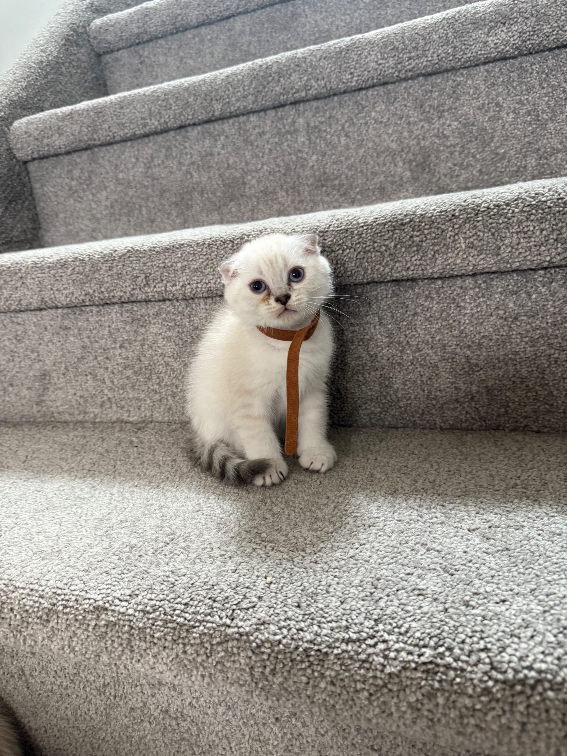 Scottish Fold mixed British Short Hair Kittens - 8 - 1757264913928_IMG_6963
