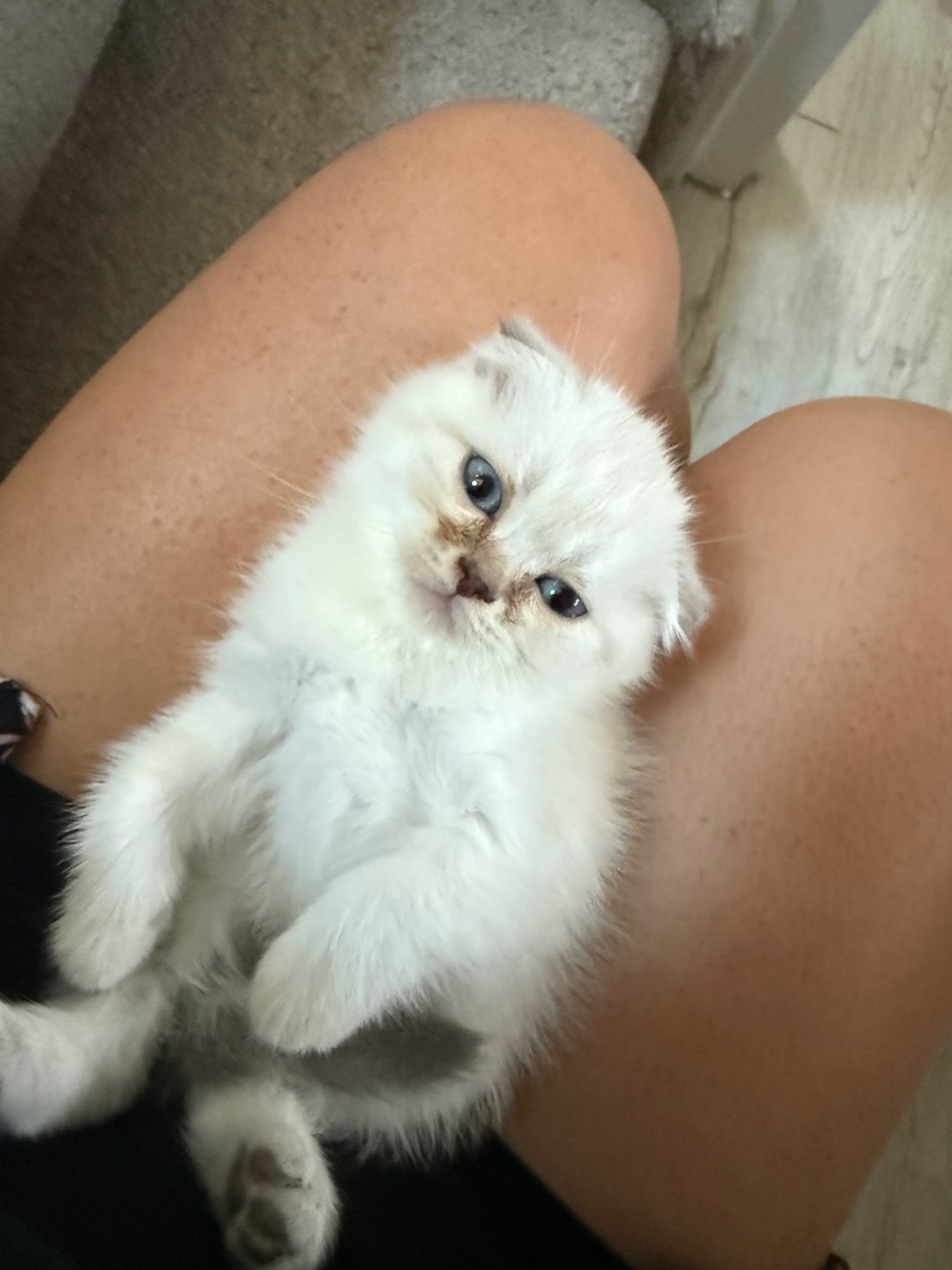 Scottish Fold mixed British Short Hair Kittens - 4 - 1757264913951_IMG_6644
