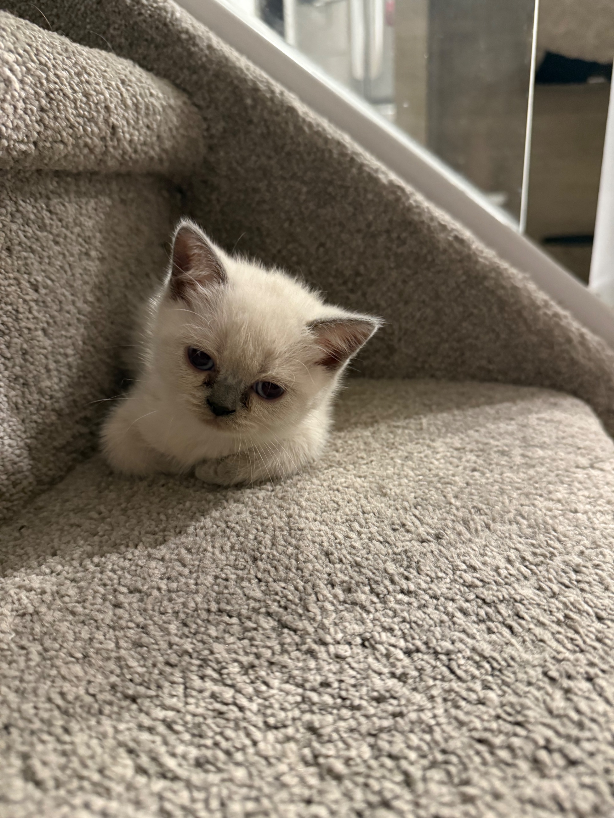 Scottish Fold mixed British Short Hair Kittens - 6 - 1757264913977_IMG_6681