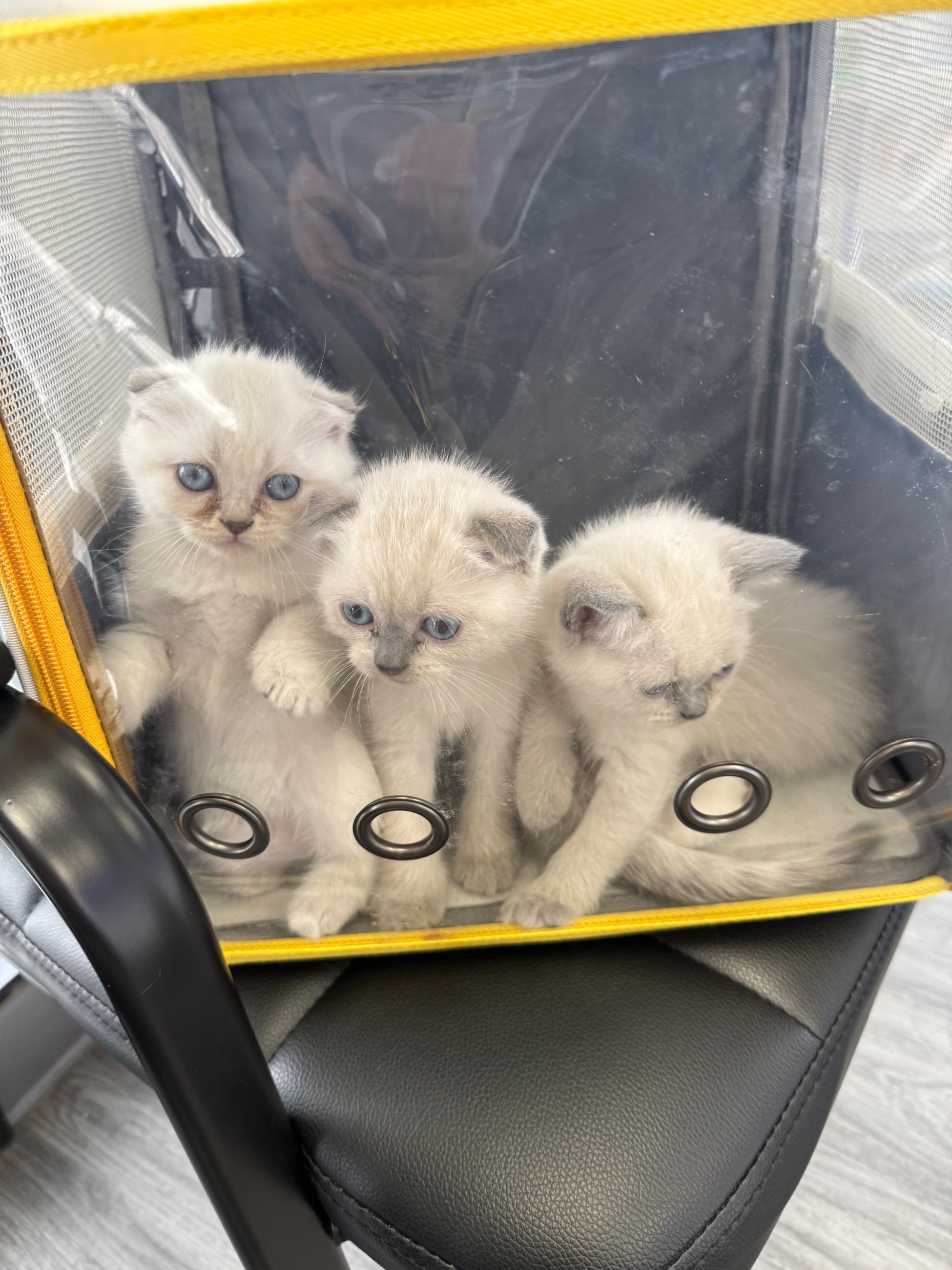 Scottish Fold mixed British Short Hair Kittens - 3 - 1757264914029_IMG_6566