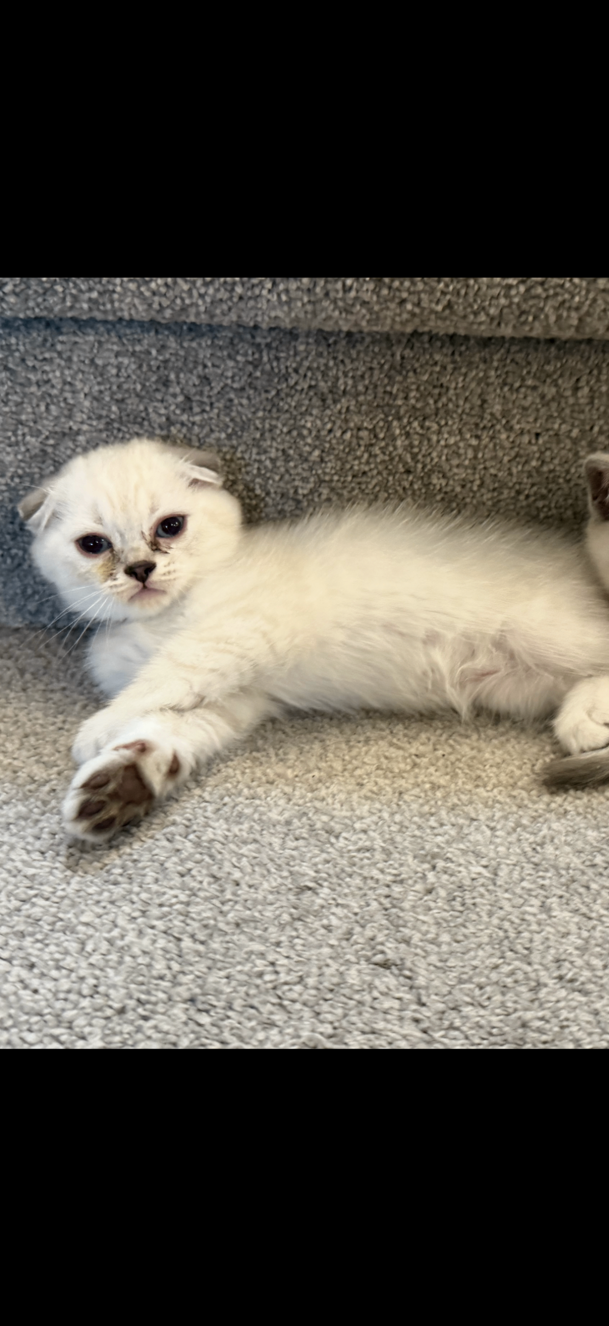 Scottish Fold mixed British Short Hair Kittens - 7 - 1757264915457_IMG_6892