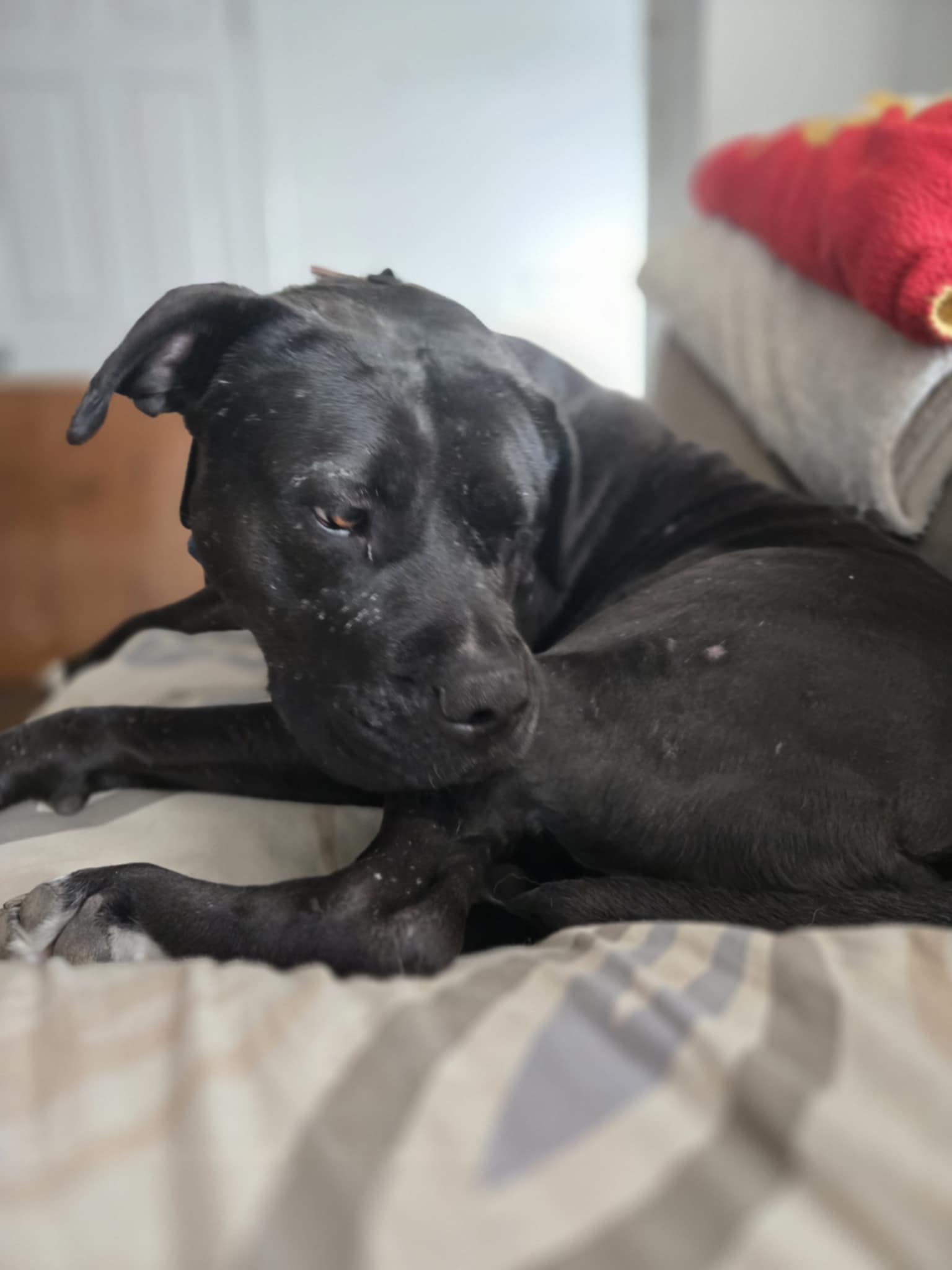 Nala the cuddle bug - 2 - 1757280861233_1000003851