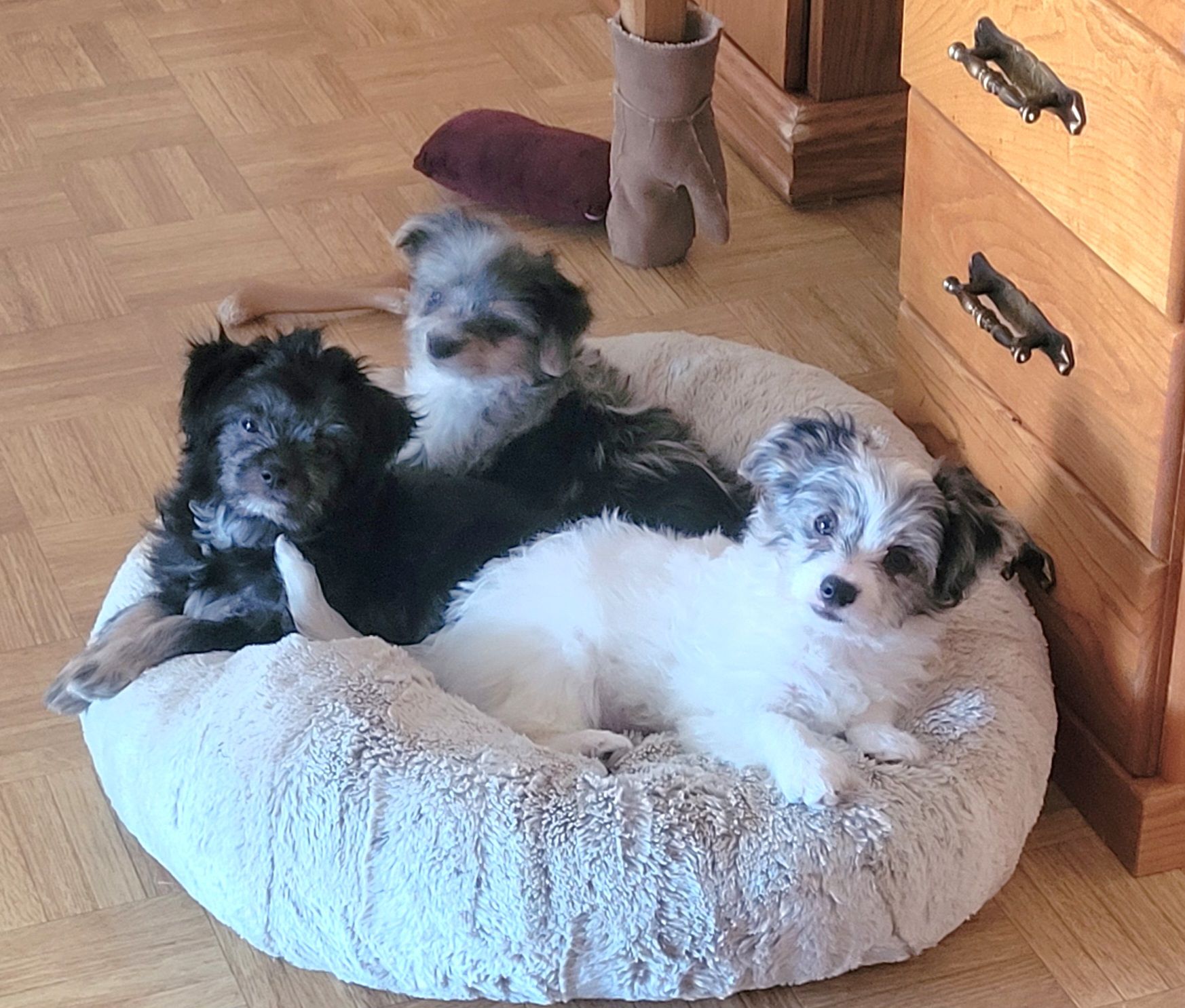 Two Boy Puppies - 5 - 1757296693768_20250905_172506