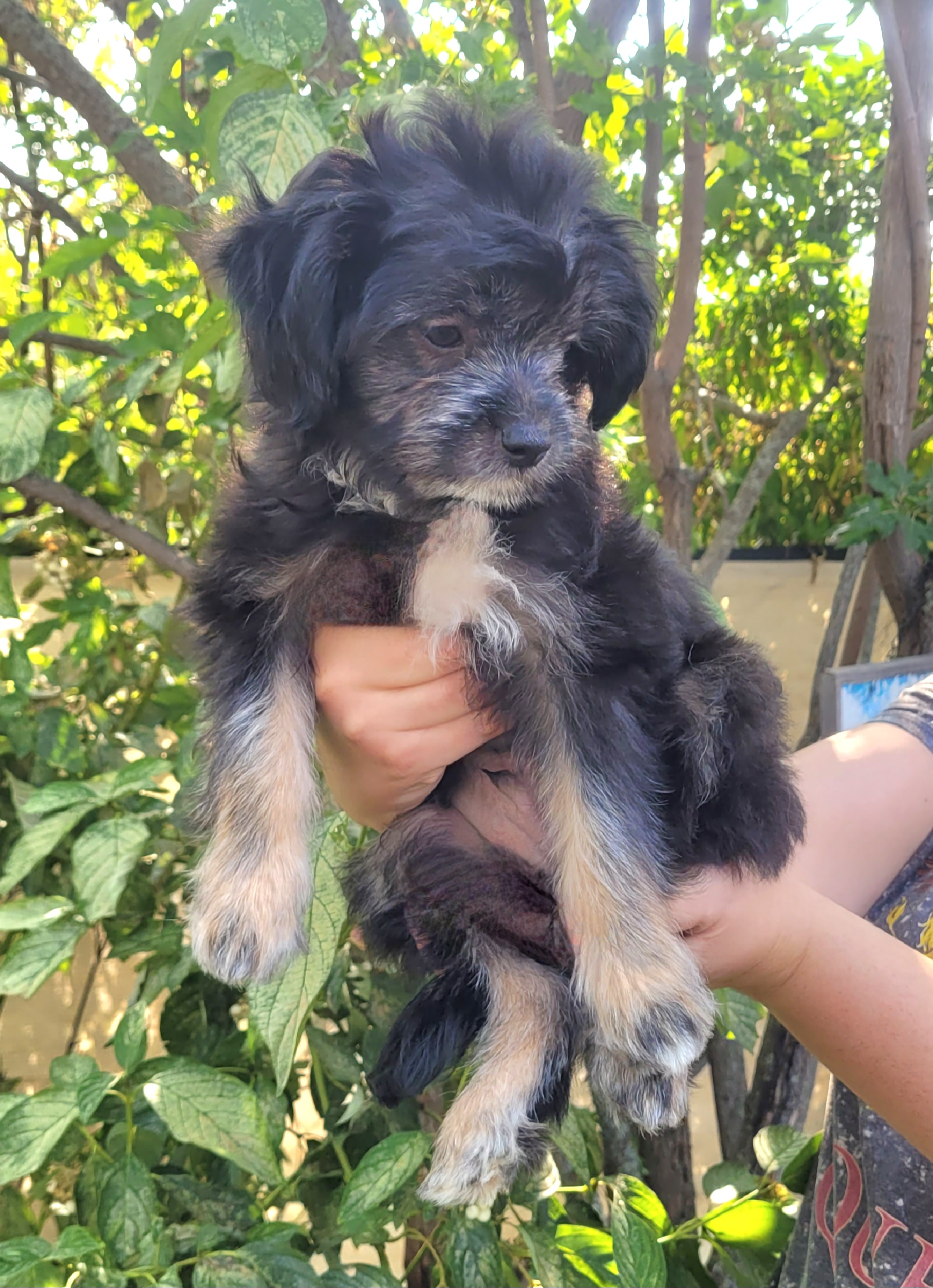 Two Boy Puppies - 3 - 1757296693841_20250906_153704